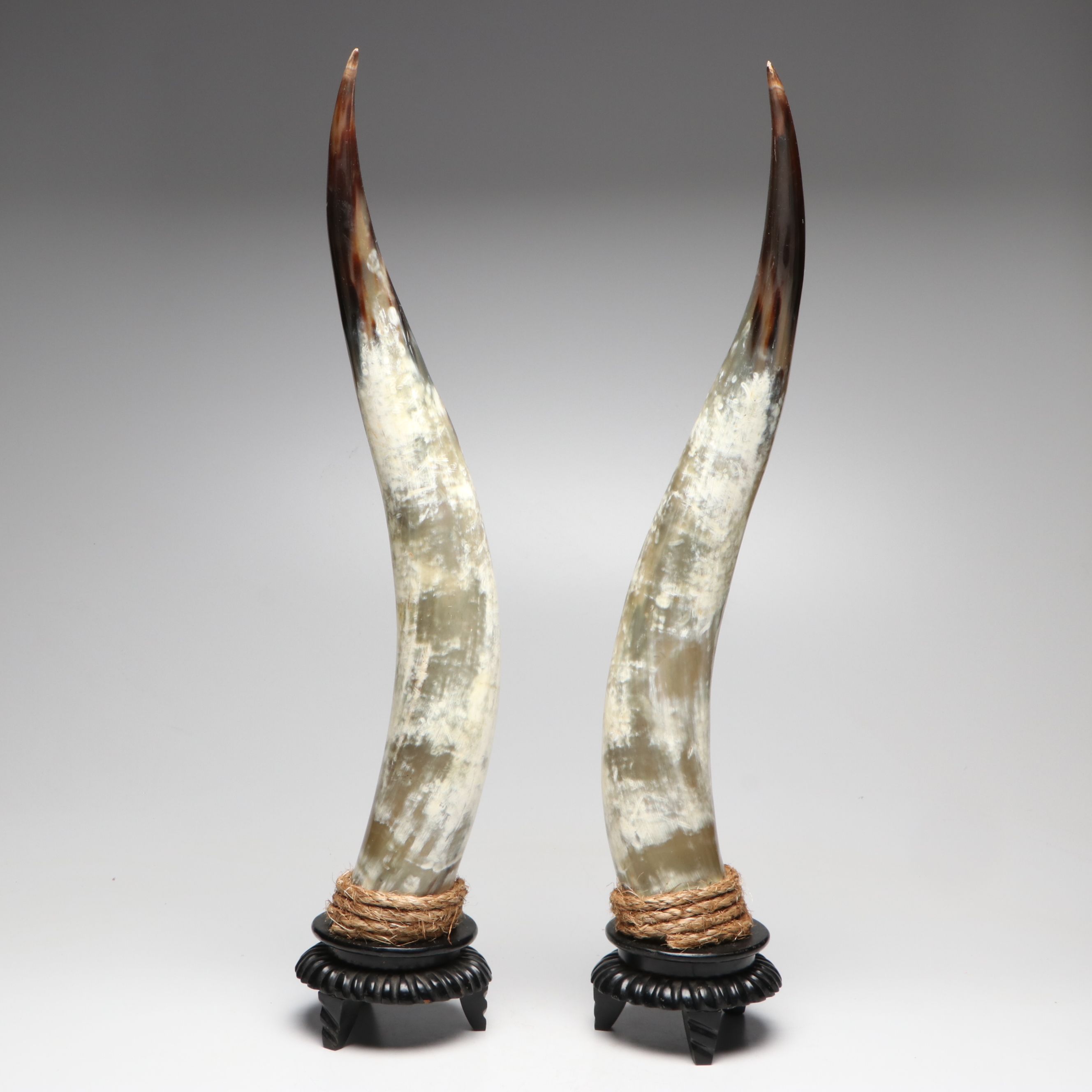 Steer Horns Mounted on Wooden Bases