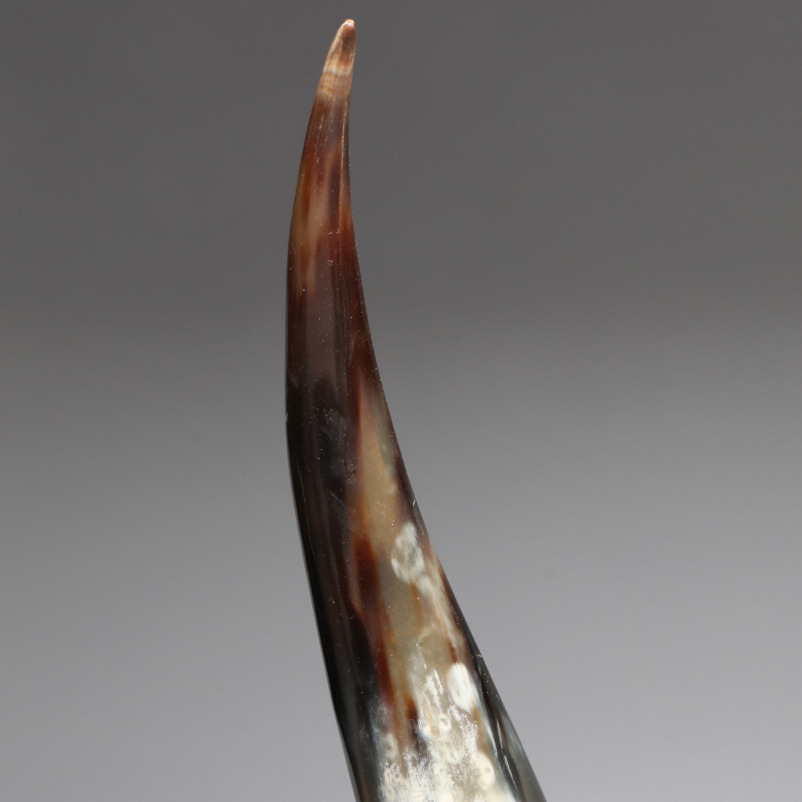 Steer Horns Mounted on Wooden Bases