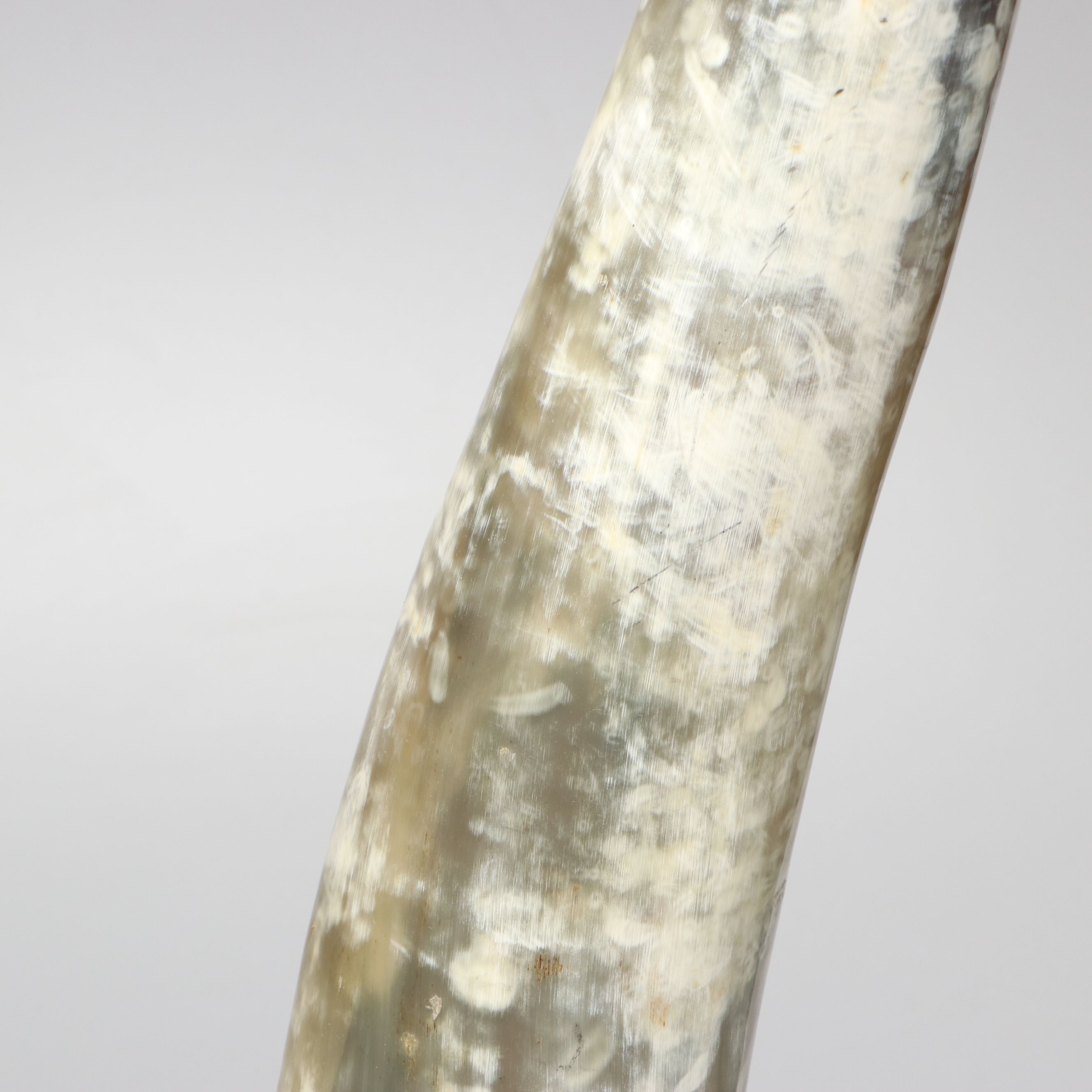 Steer Horns Mounted on Wooden Bases