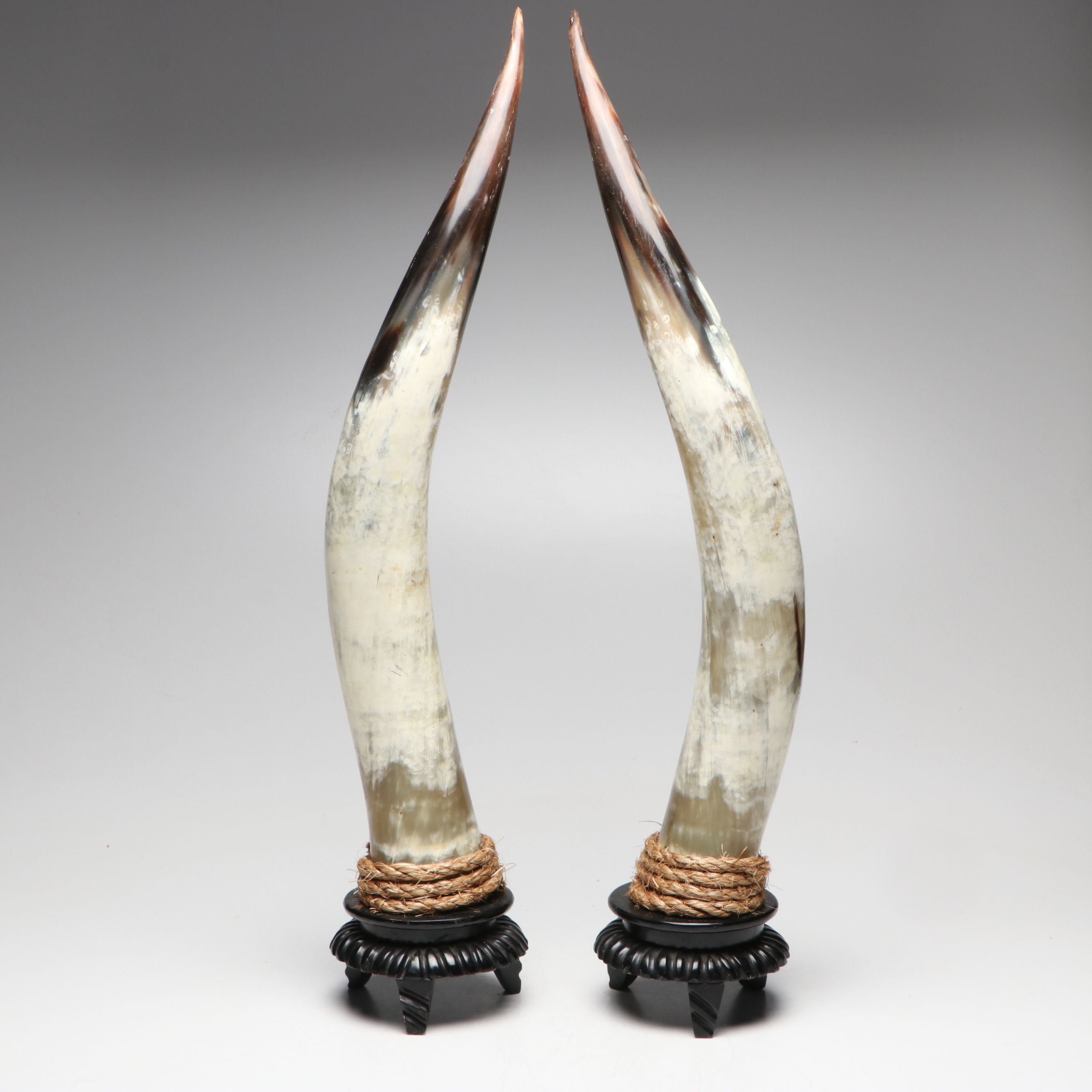 Steer Horns Mounted on Wooden Bases