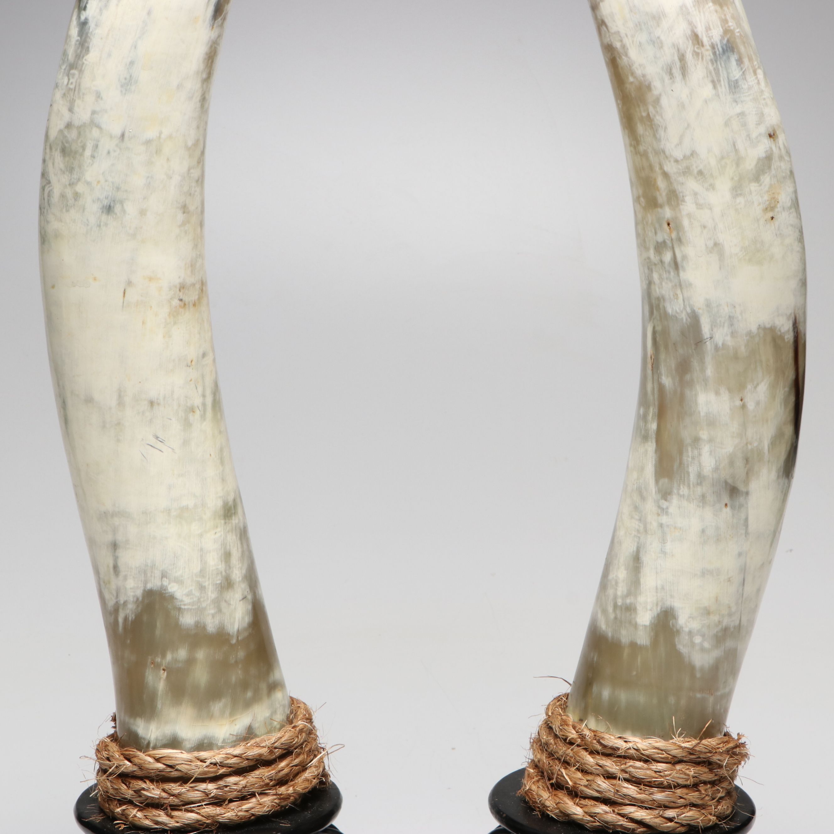 Steer Horns Mounted on Wooden Bases