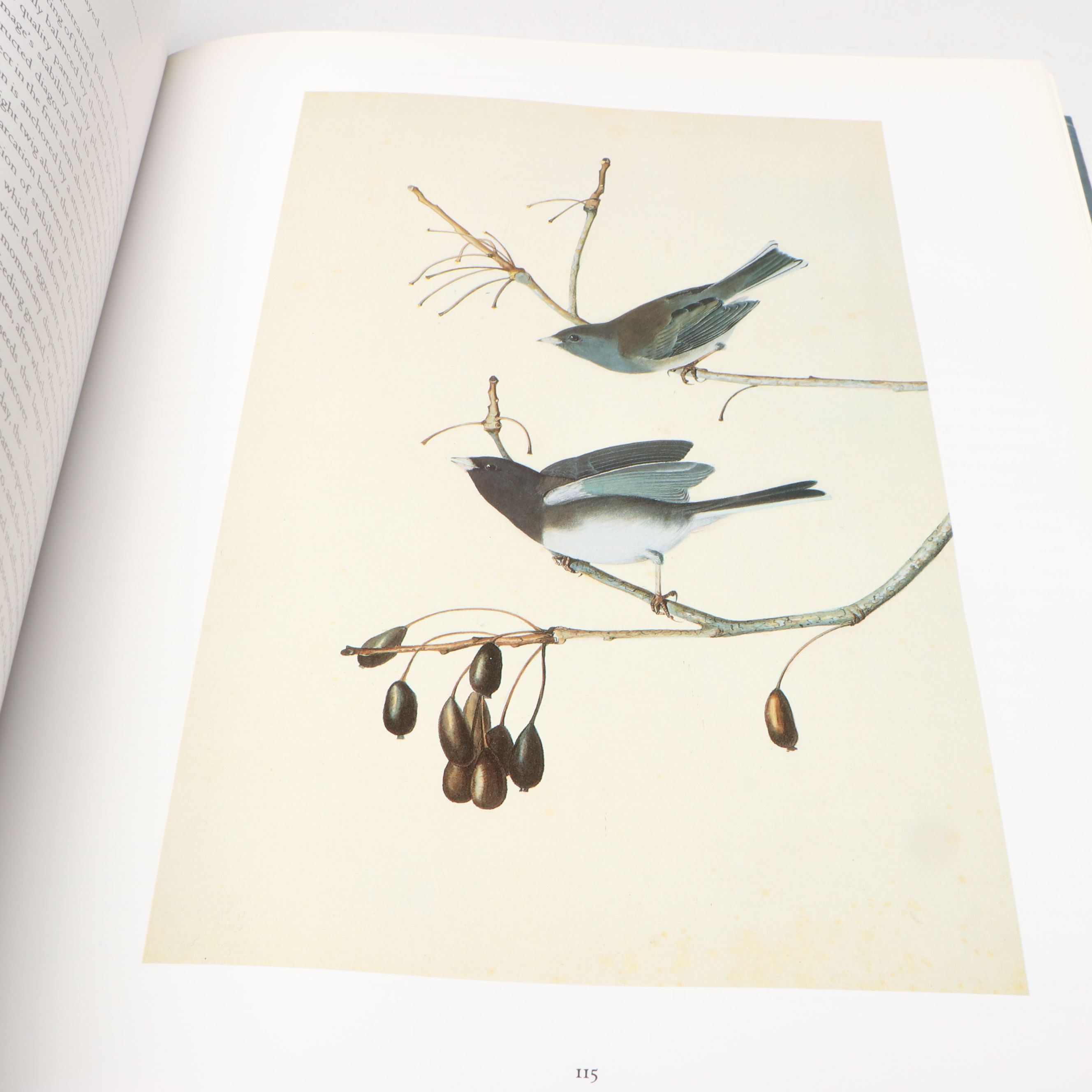 First Edition Thus "John James Audubon: Watercolors for The Birds of America"
