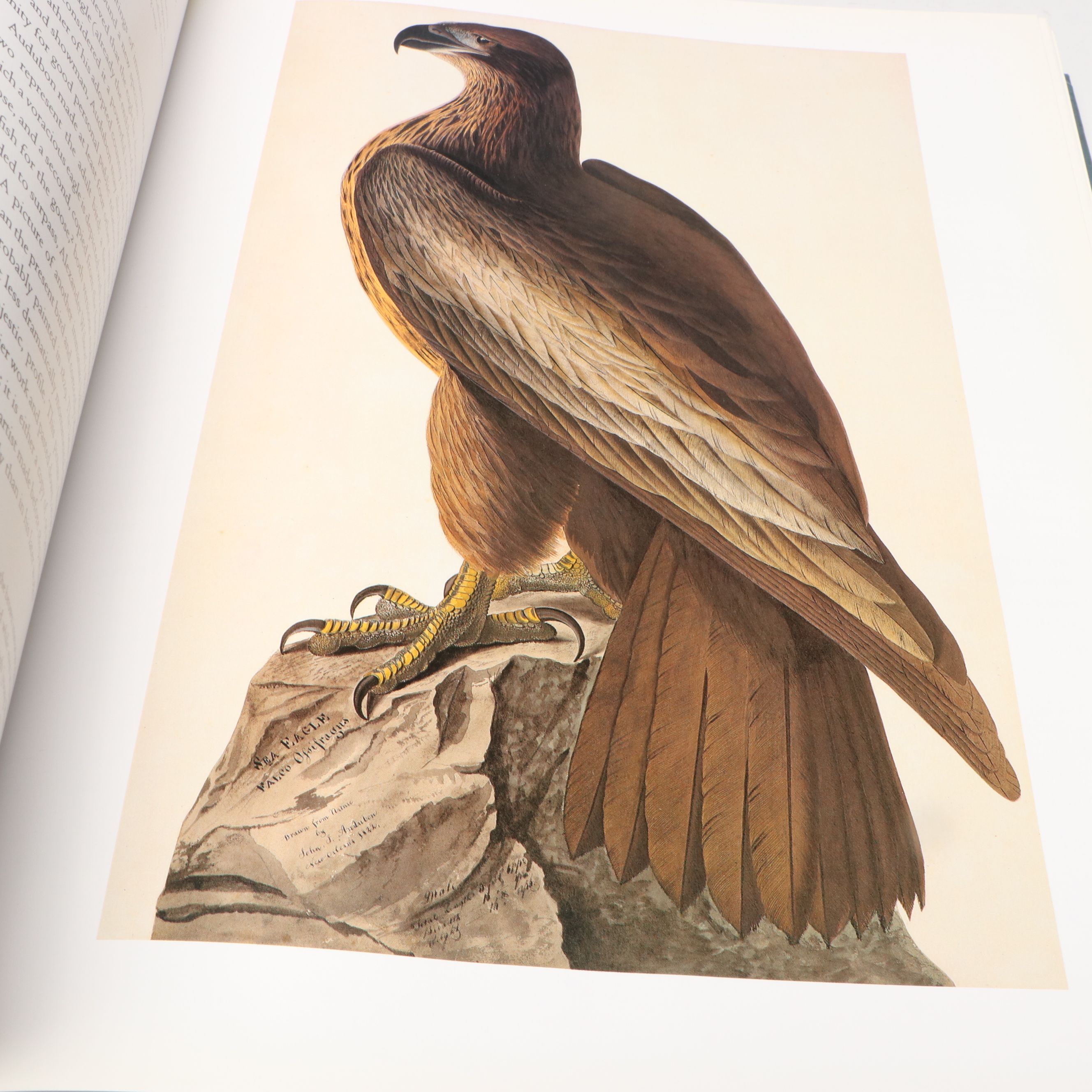 First Edition Thus "John James Audubon: Watercolors for The Birds of America"
