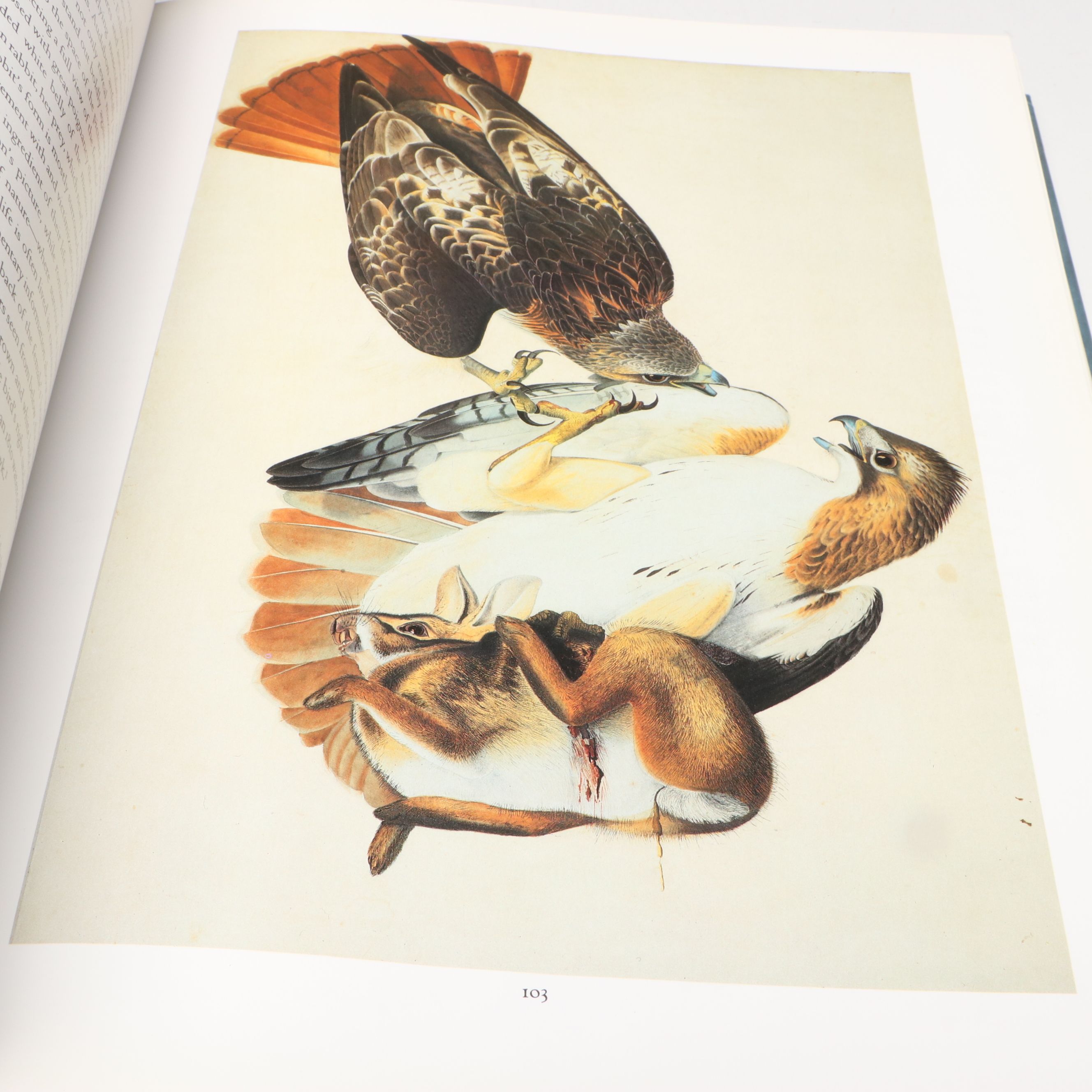 First Edition Thus "John James Audubon: Watercolors for The Birds of America"
