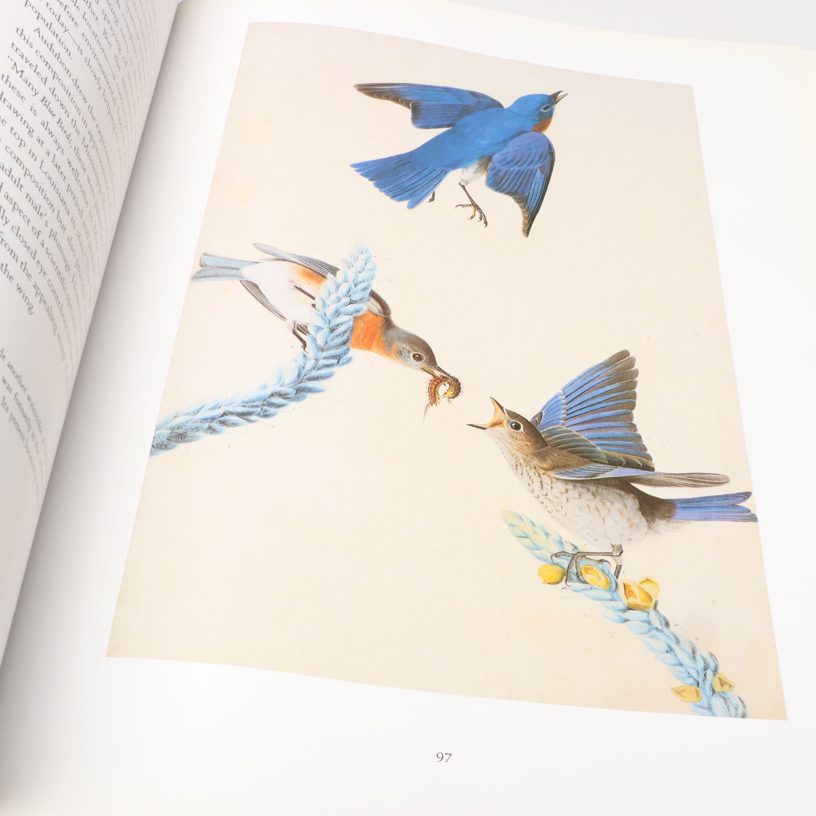 First Edition Thus "John James Audubon: Watercolors for The Birds of America"