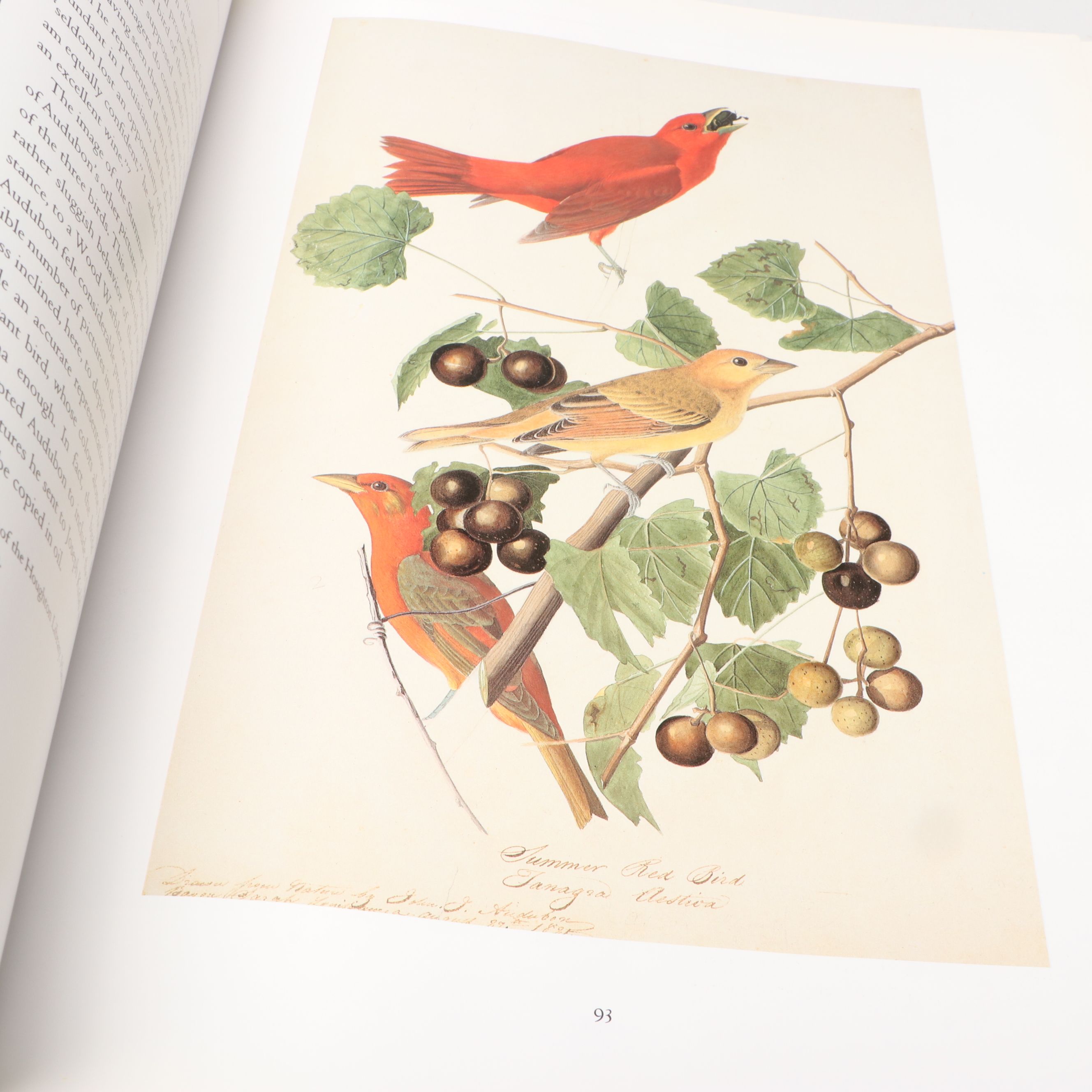 First Edition Thus "John James Audubon: Watercolors for The Birds of America"