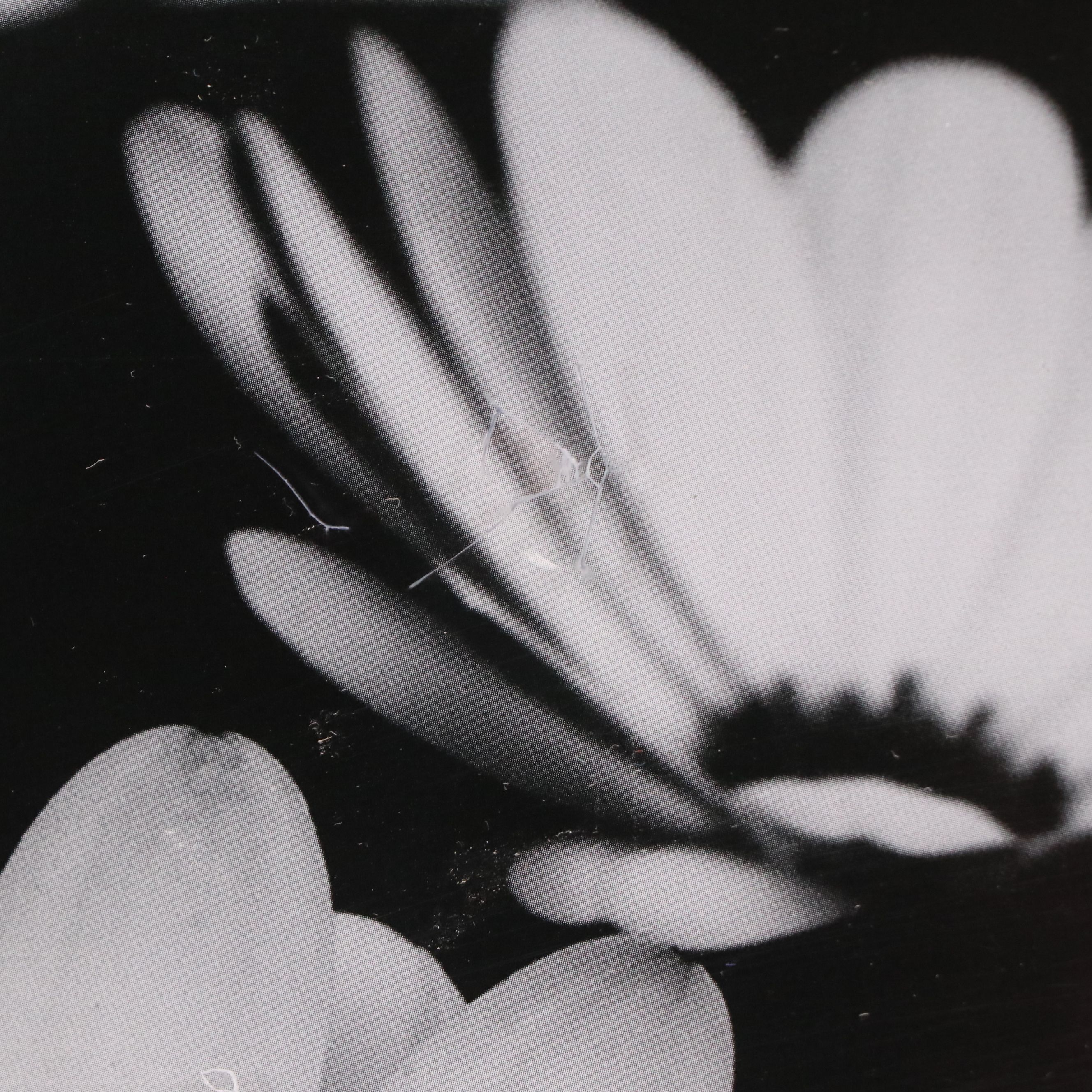 Offset Lithograph of Daisies, 21st Century