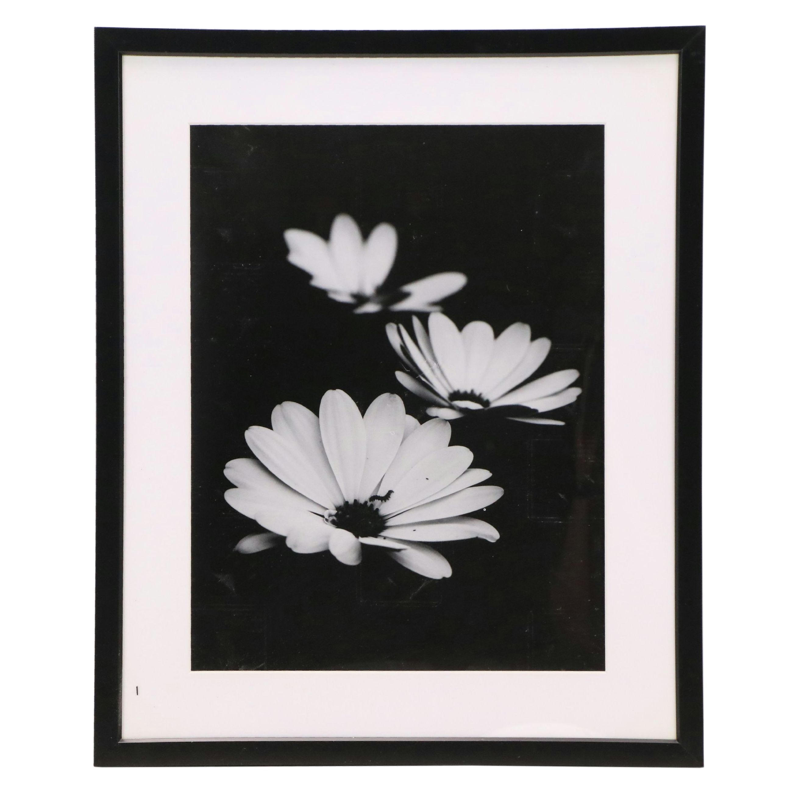 Offset Lithograph of Daisies, 21st Century