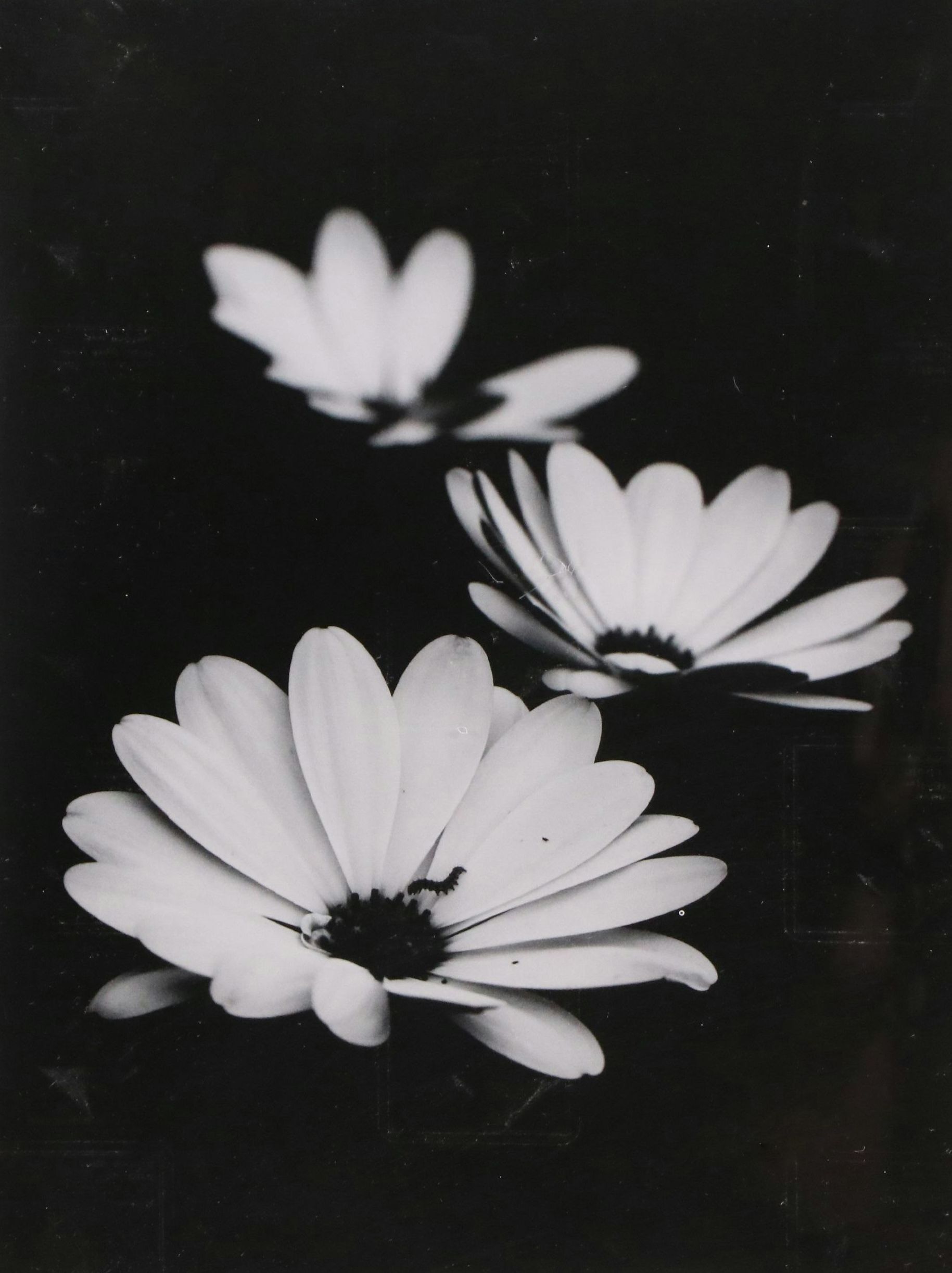 Offset Lithograph of Daisies, 21st Century