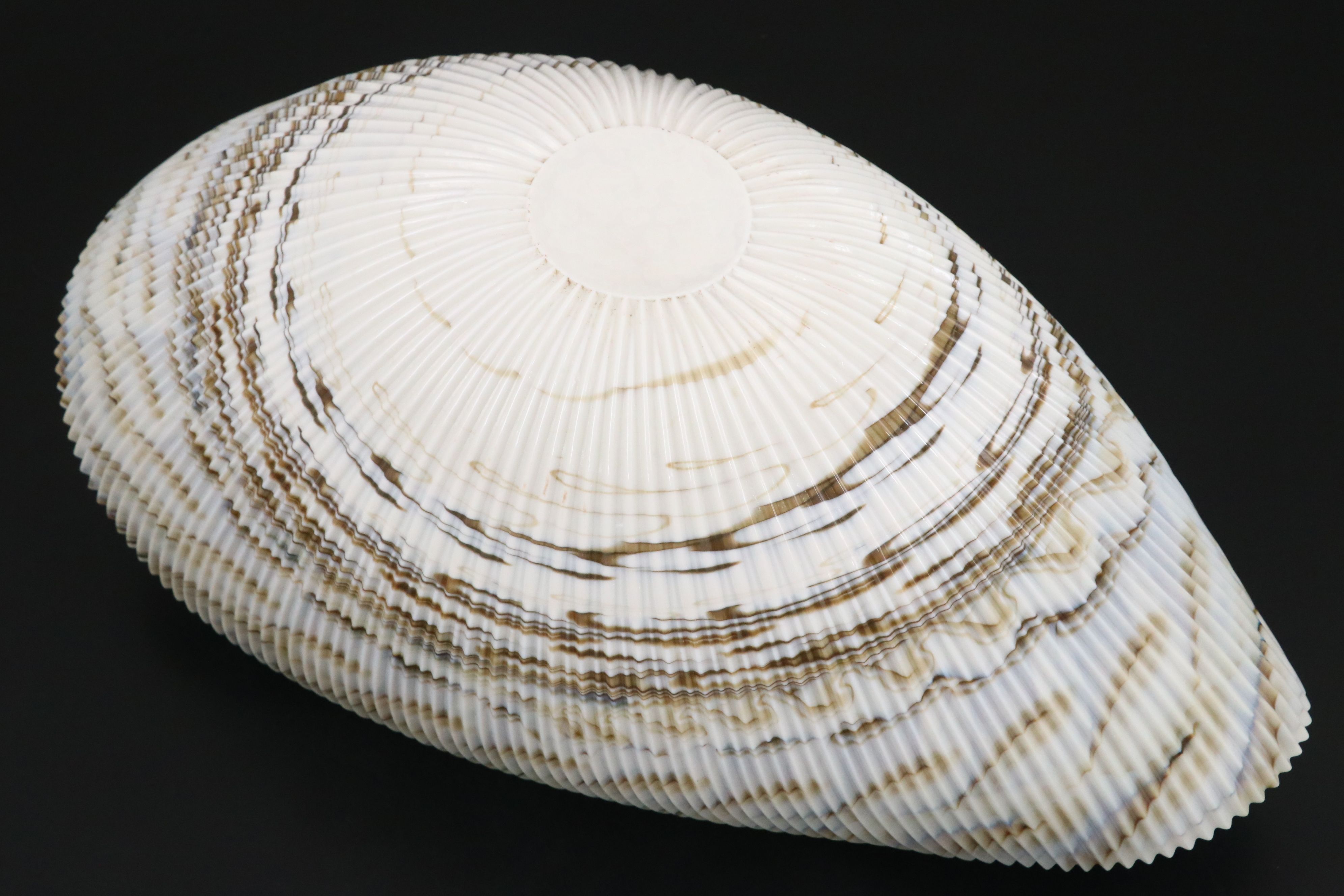 Vetro Artistico Murano Art Glass Shell Decorative Bowl