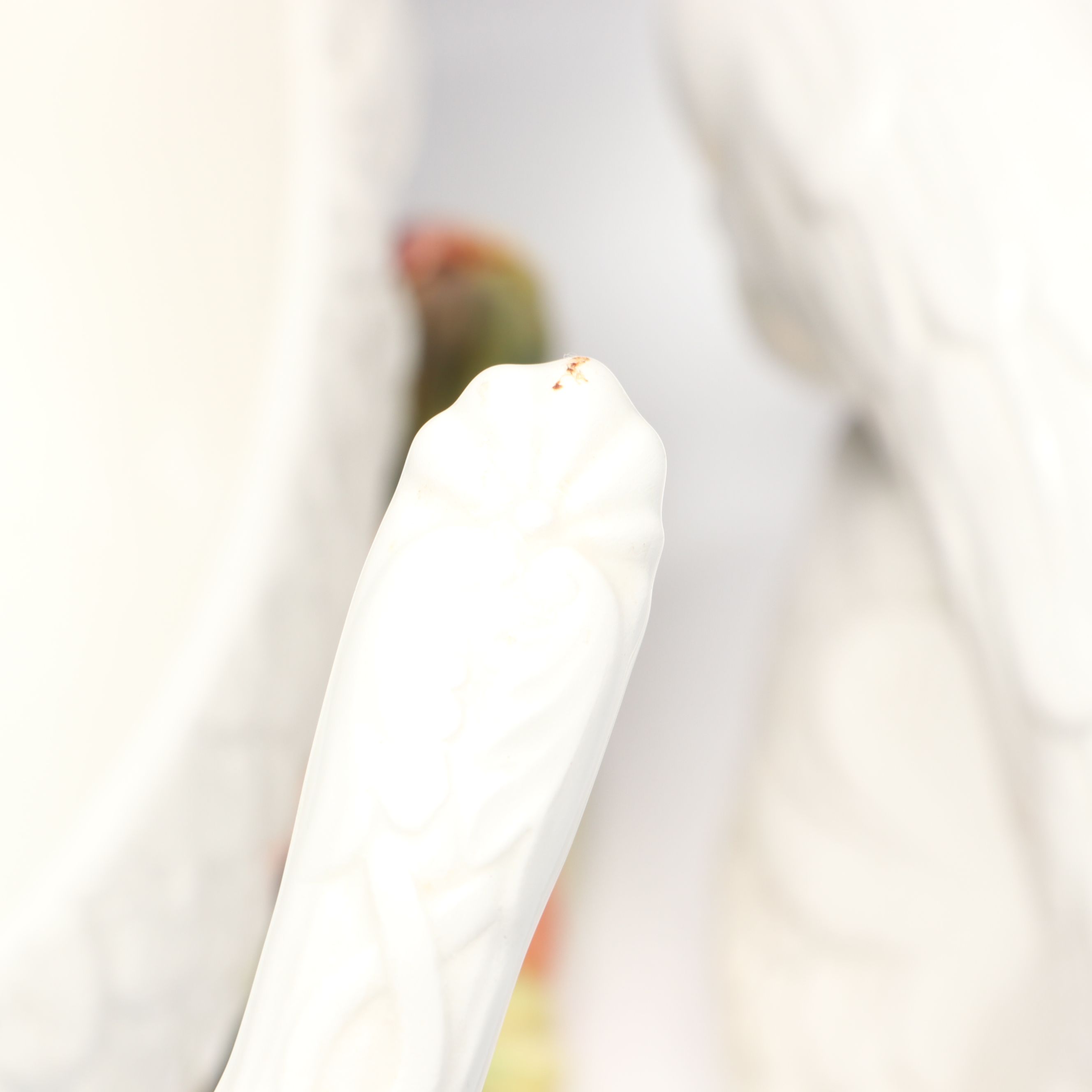 Italian Majolica Ceramic Swan Tureen with Ladle, Mid-20th Century