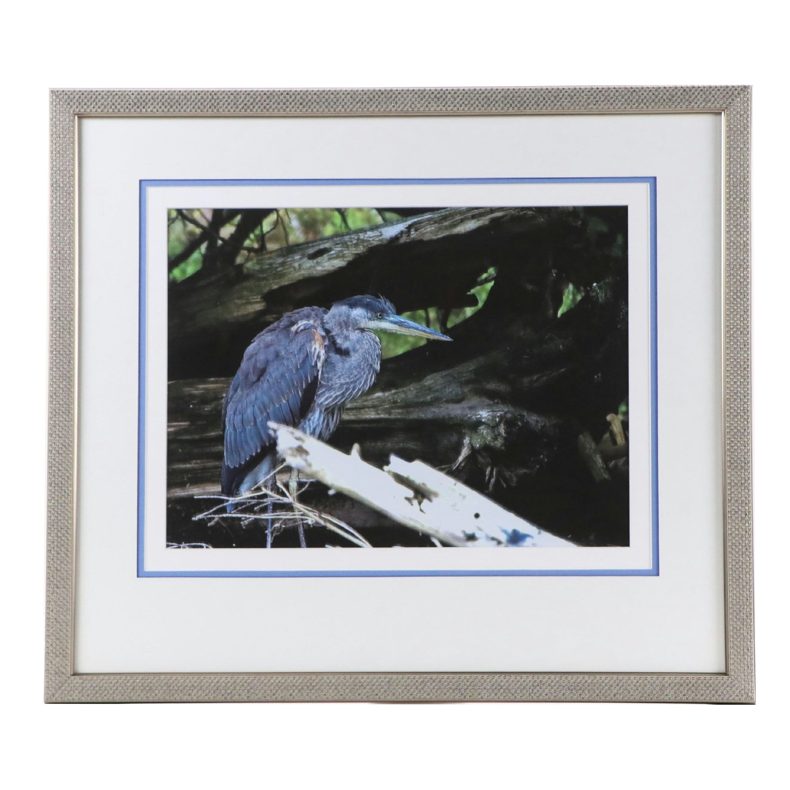 Barry C. Evans Giclée Photograph of Great Blue Heron, 2010