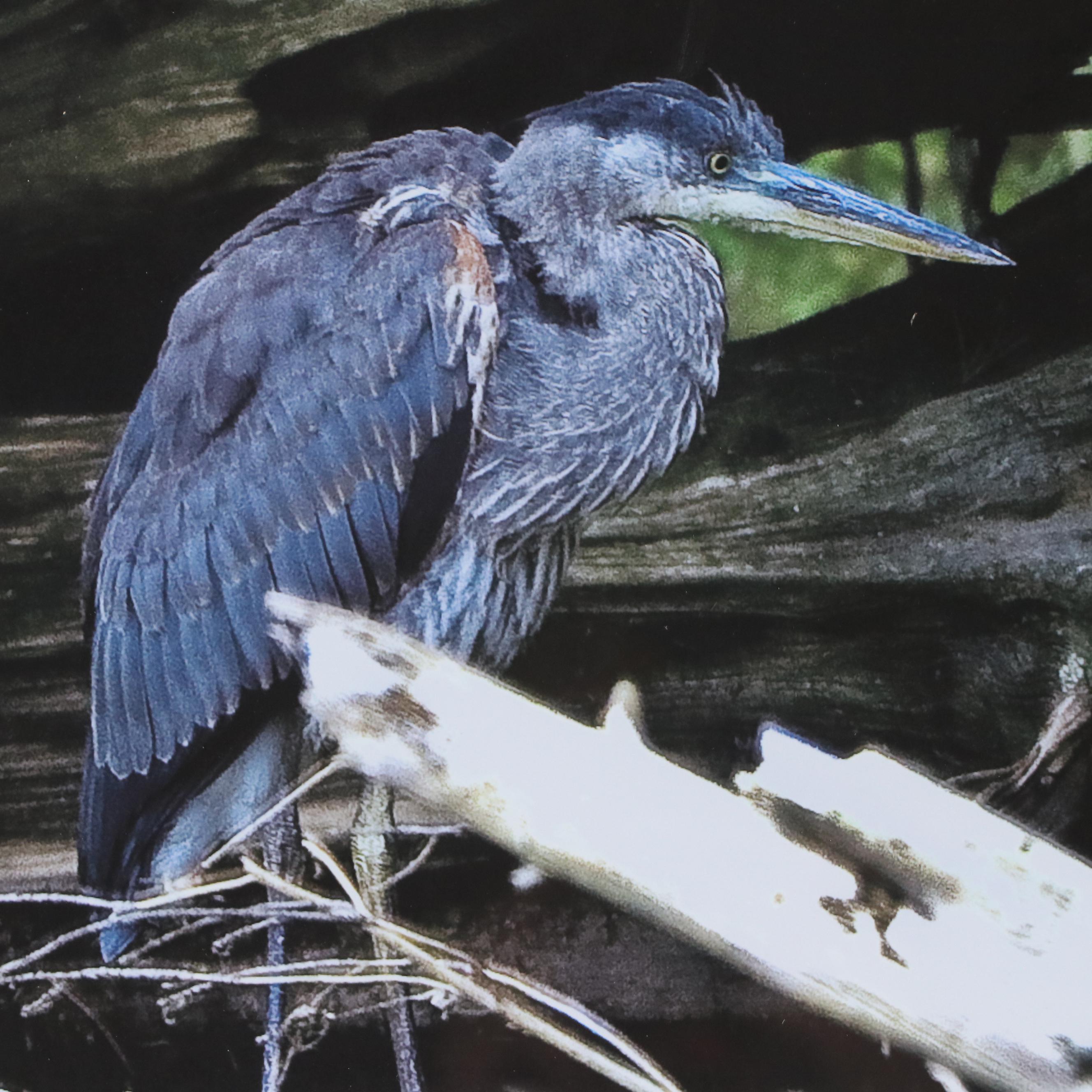 Barry C. Evans Giclée Photograph of Great Blue Heron, 2010