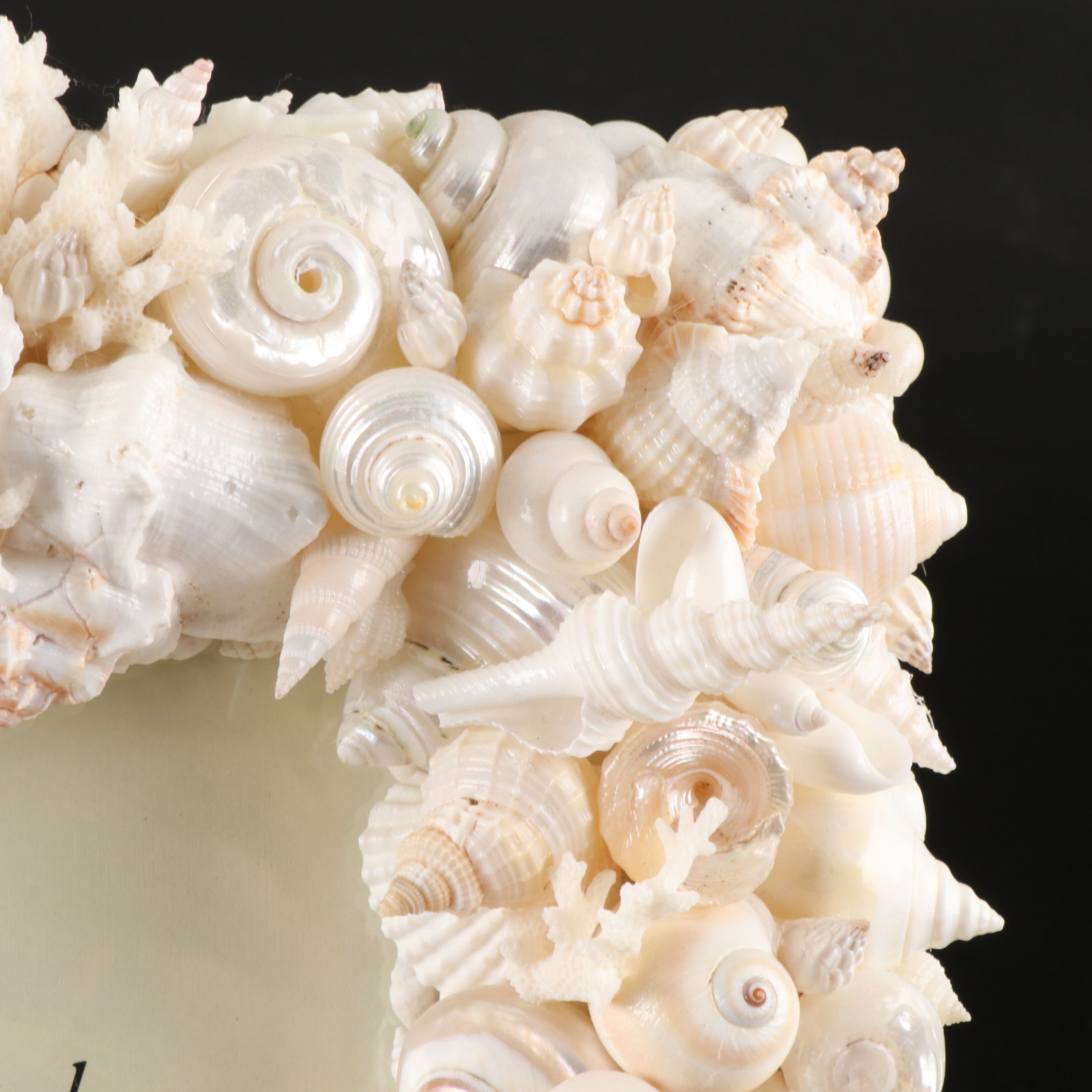 Handmade Seashell, Sugar Star, and Fossil Coral Picture Frame with Fossil Coral