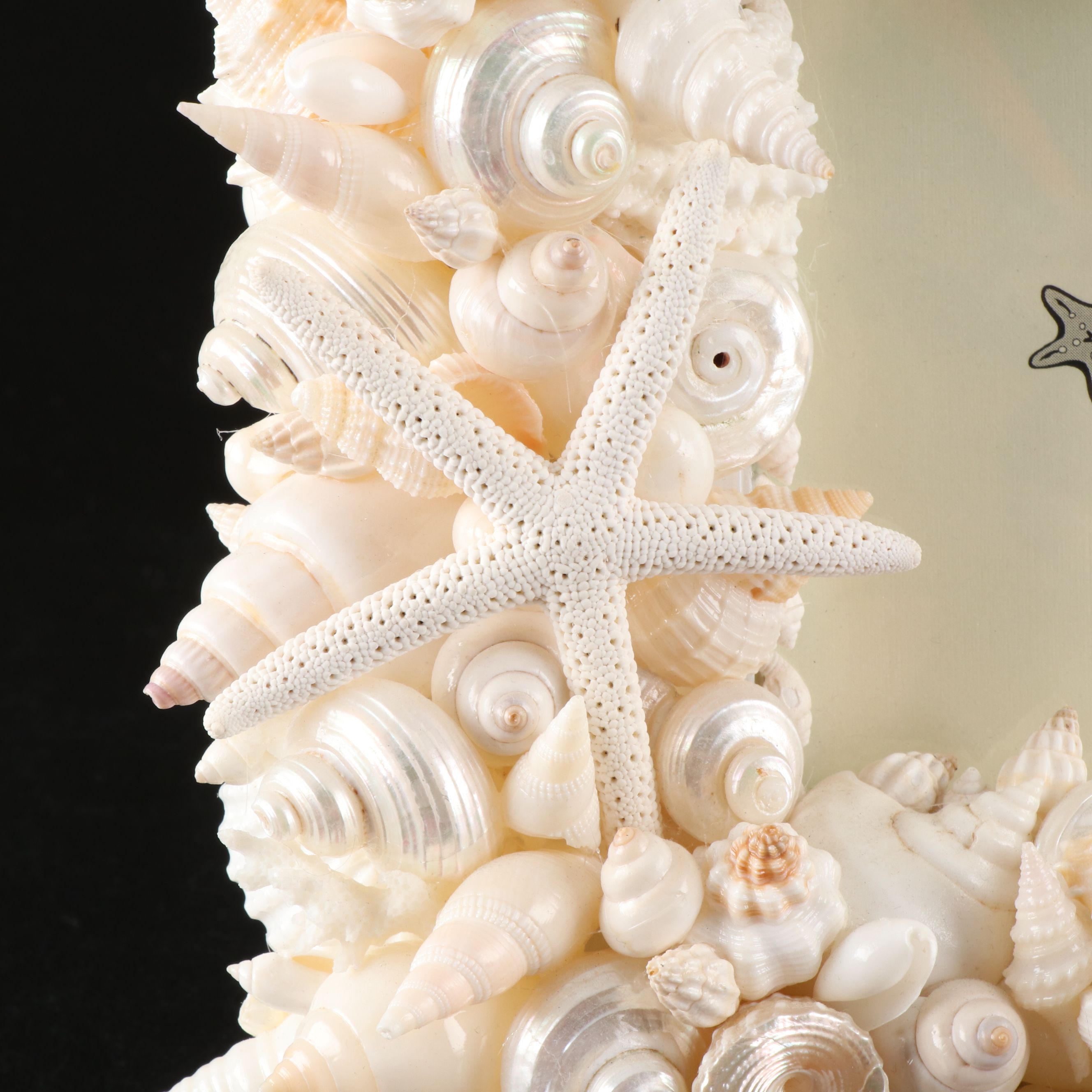 Handmade Seashell, Sugar Star, and Fossil Coral Picture Frame with Fossil Coral