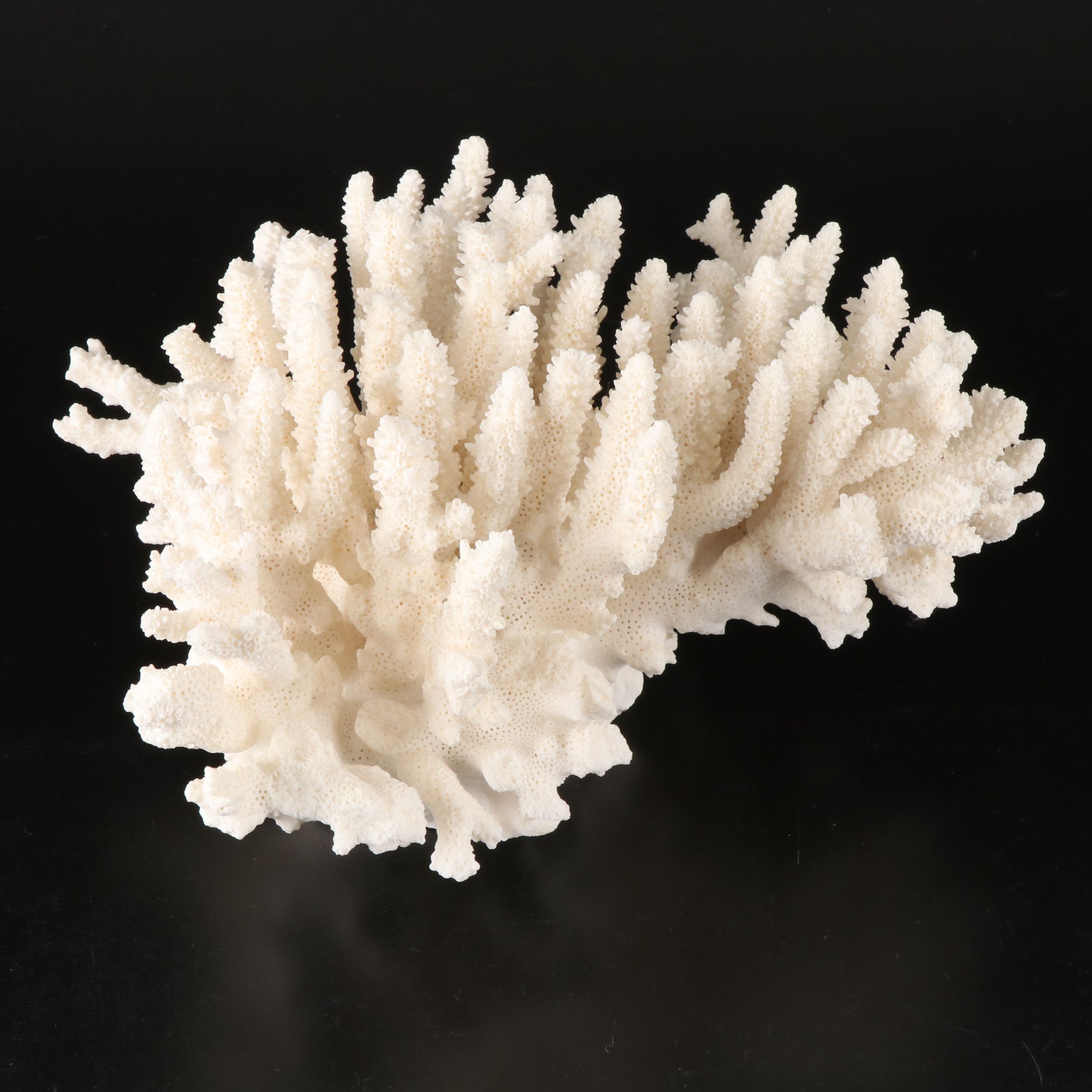 Handmade Seashell, Sugar Star, and Fossil Coral Picture Frame with Fossil Coral