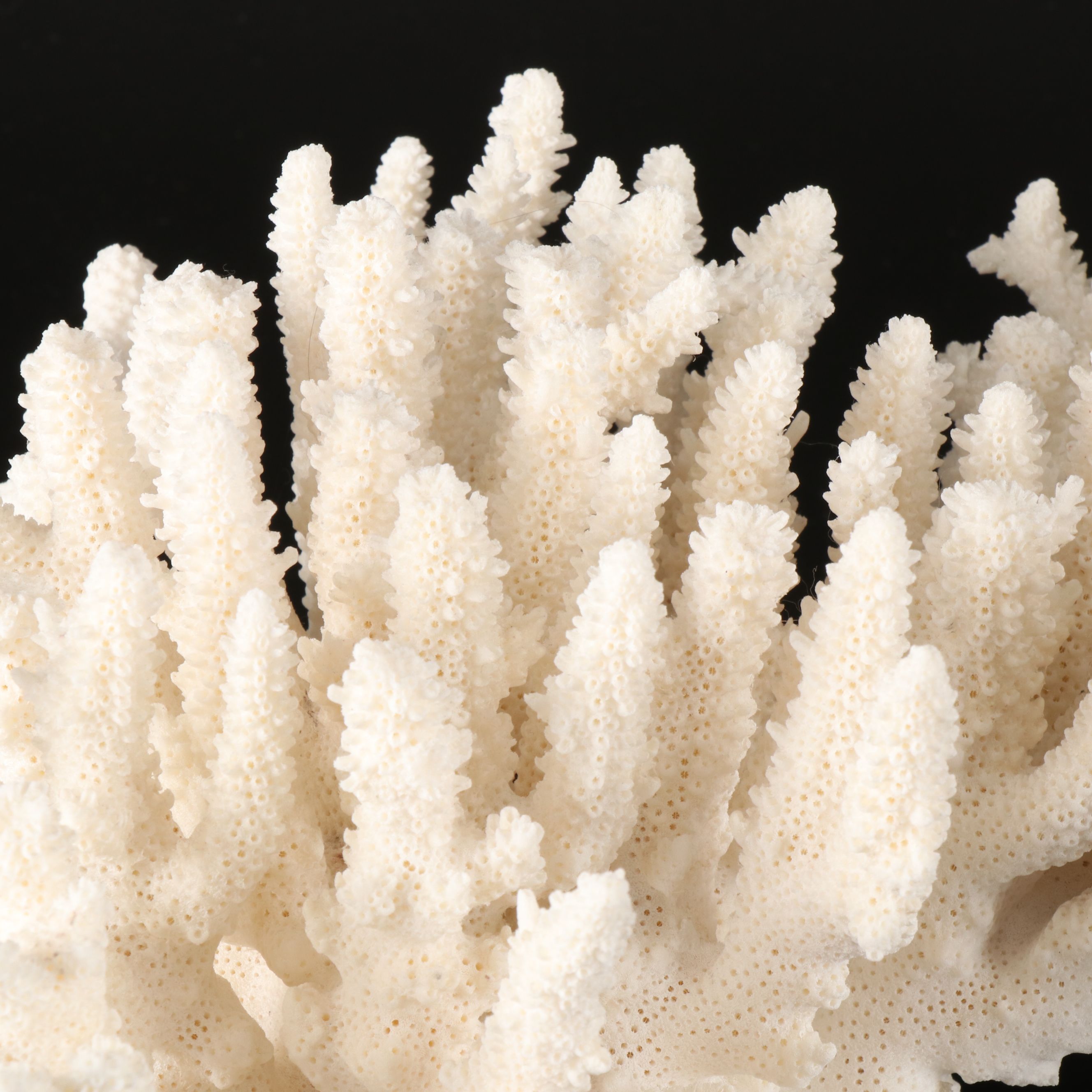 Handmade Seashell, Sugar Star, and Fossil Coral Picture Frame with Fossil Coral