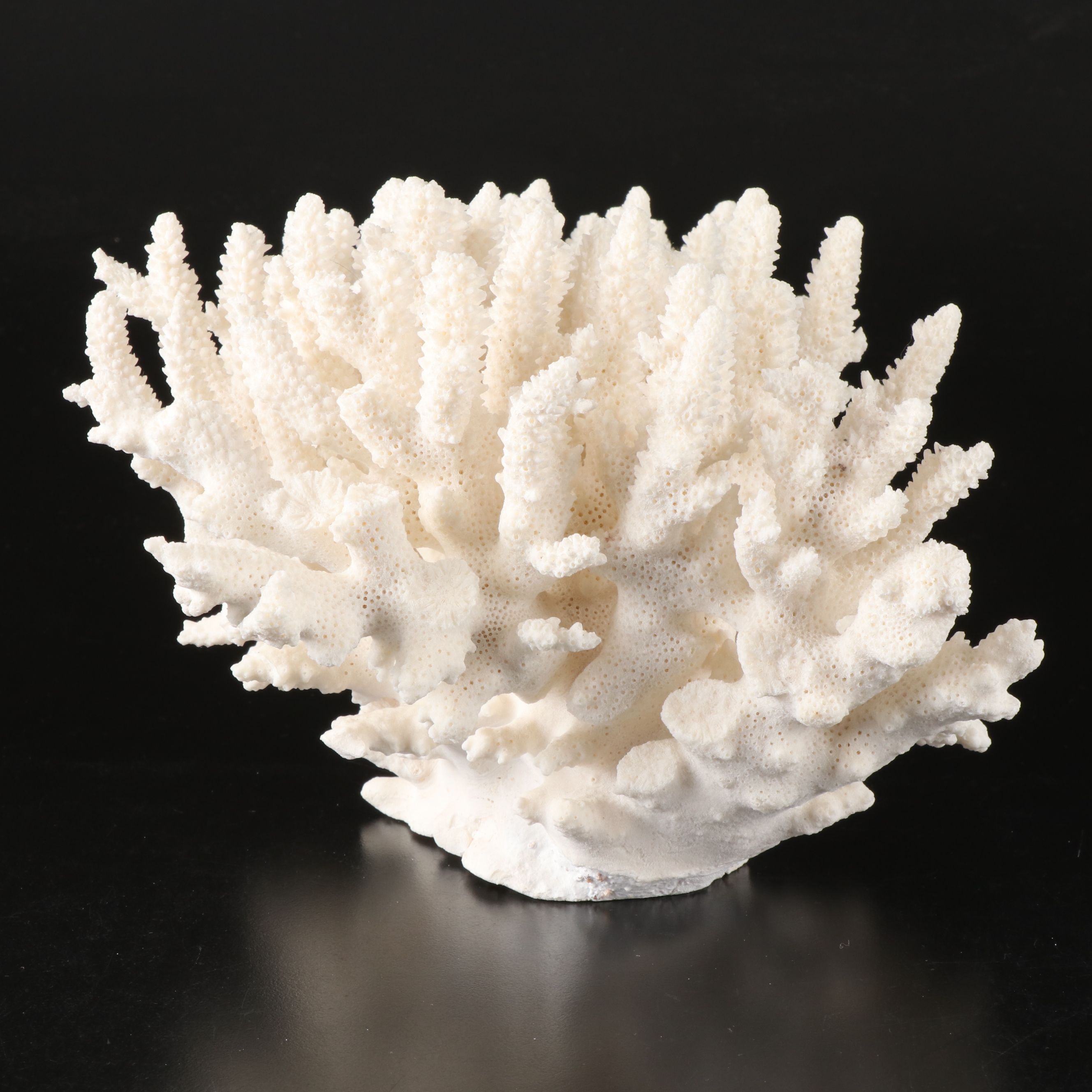 Handmade Seashell, Sugar Star, and Fossil Coral Picture Frame with Fossil Coral