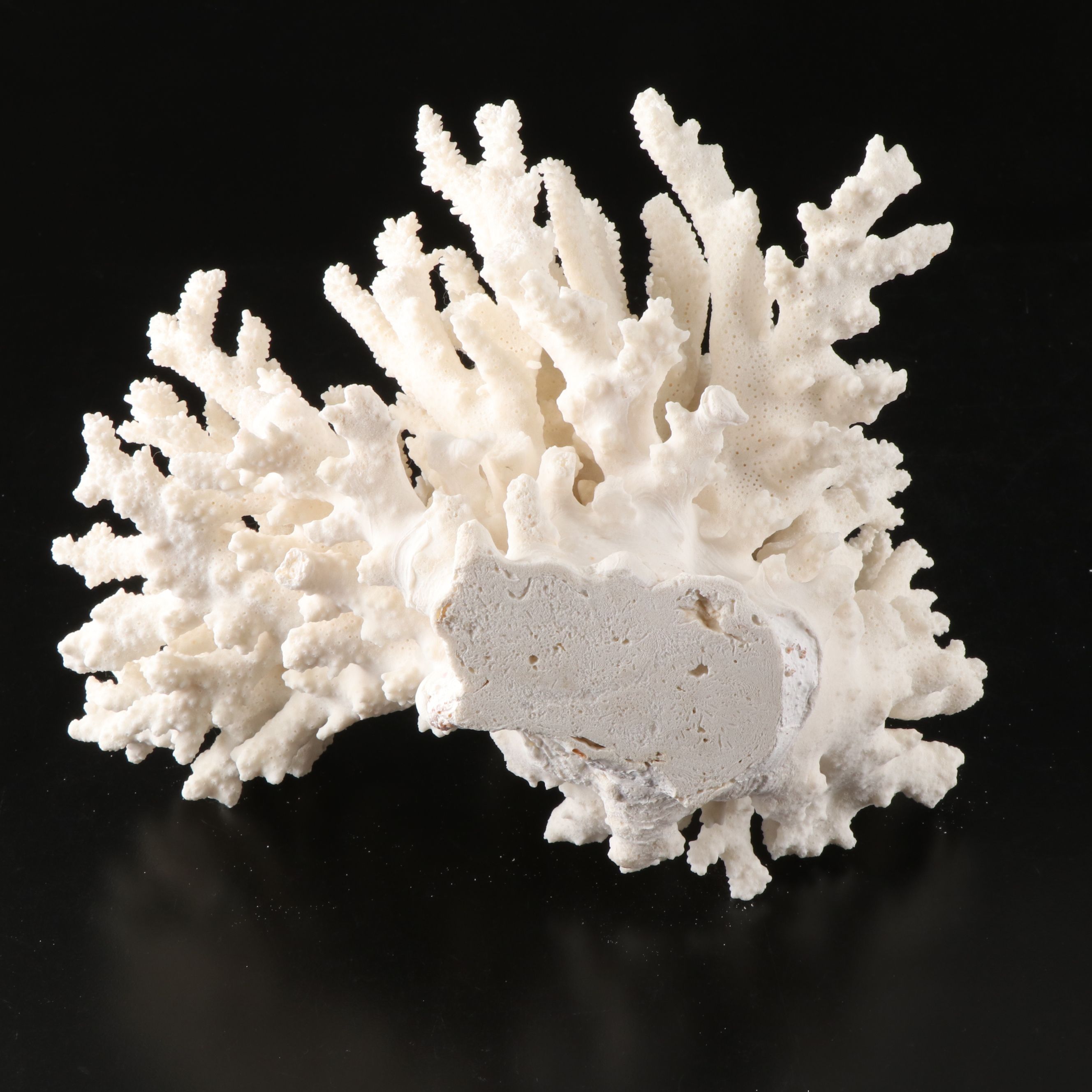 Handmade Seashell, Sugar Star, and Fossil Coral Picture Frame with Fossil Coral