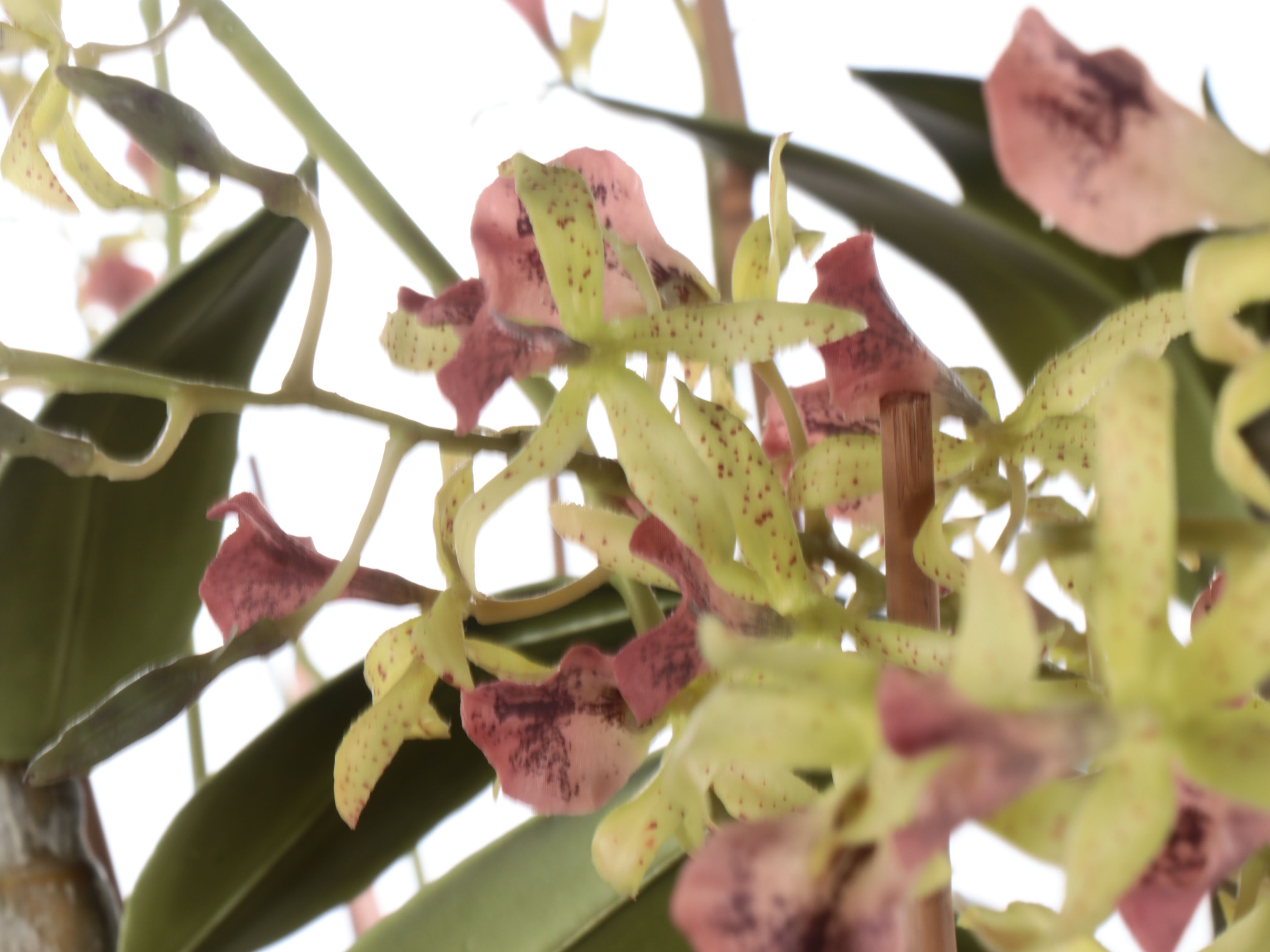 Artificial Orchid Flower Arrangements with Footed Planters