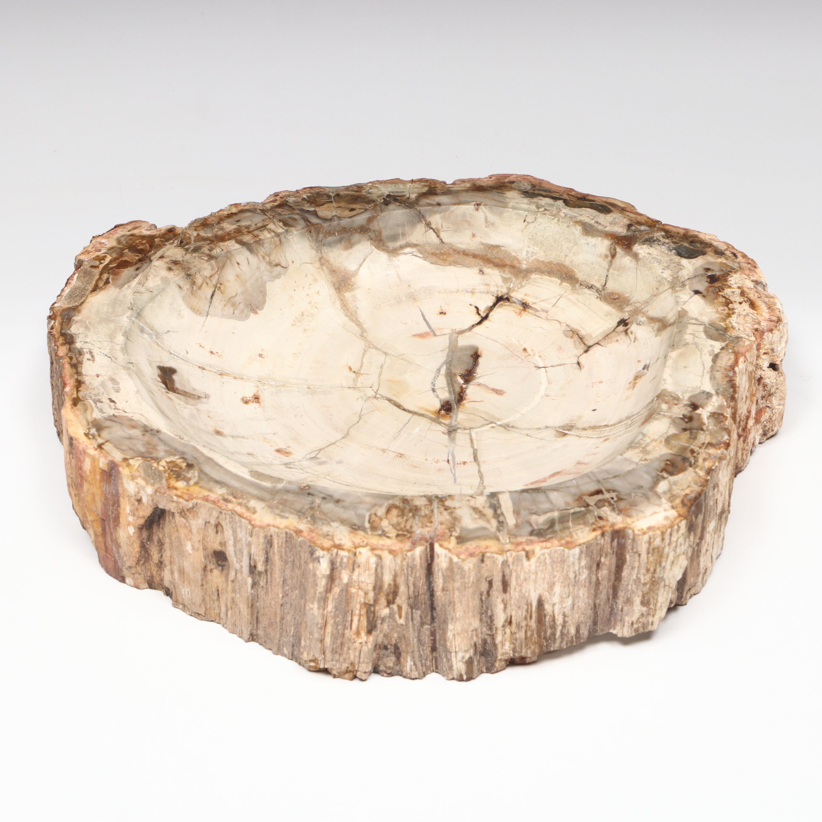 Polished Petrified Wood Slab