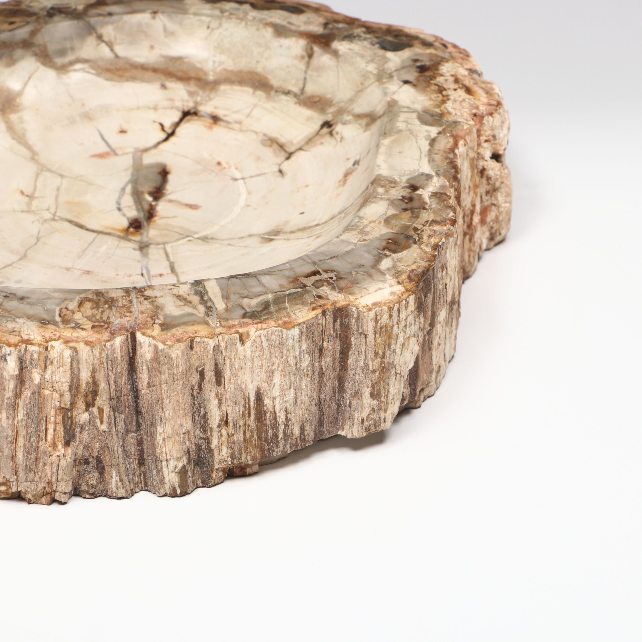 Polished Petrified Wood Slab