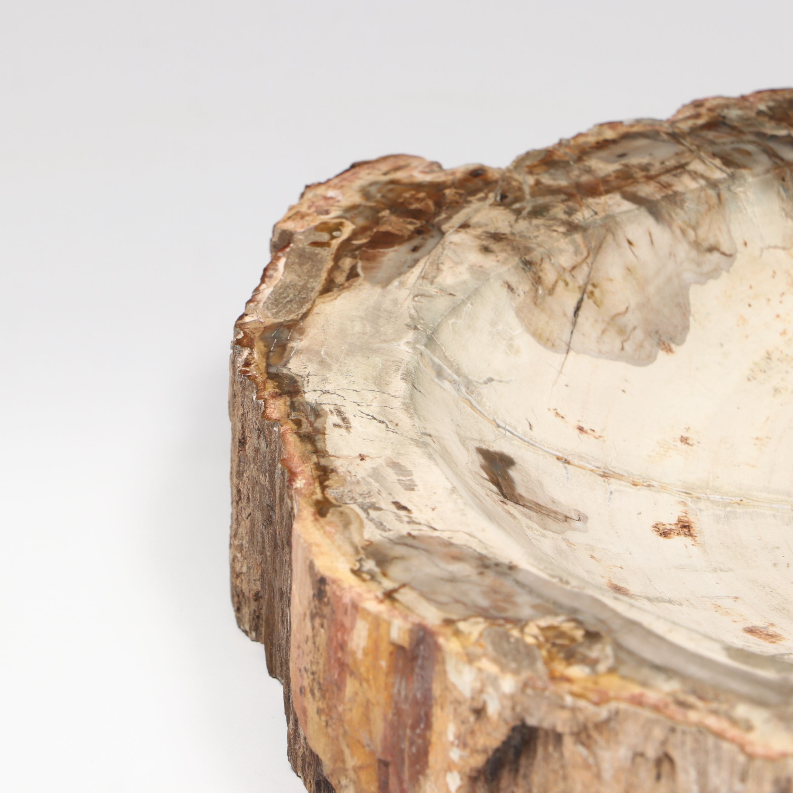 Polished Petrified Wood Slab