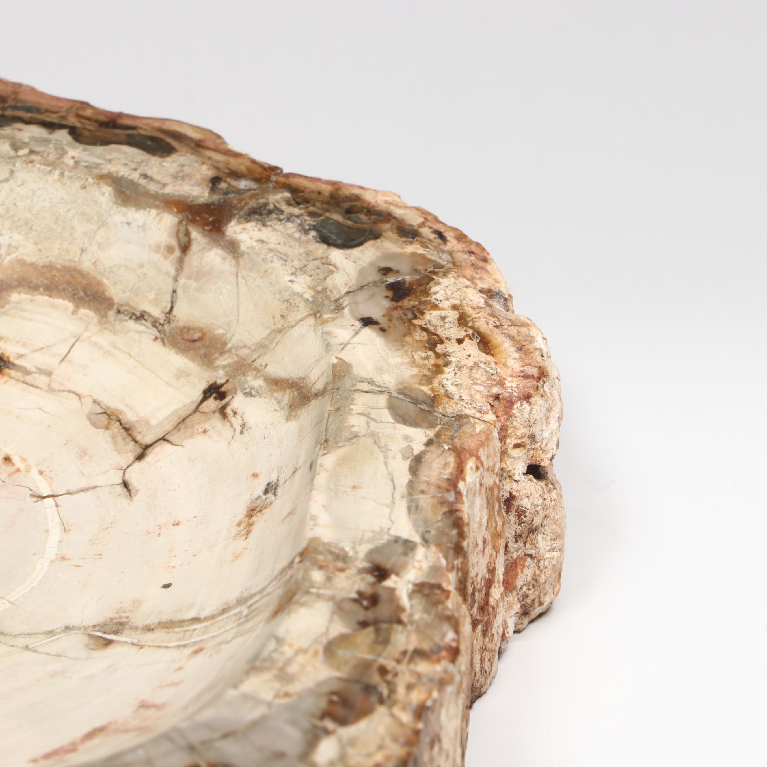 Polished Petrified Wood Slab