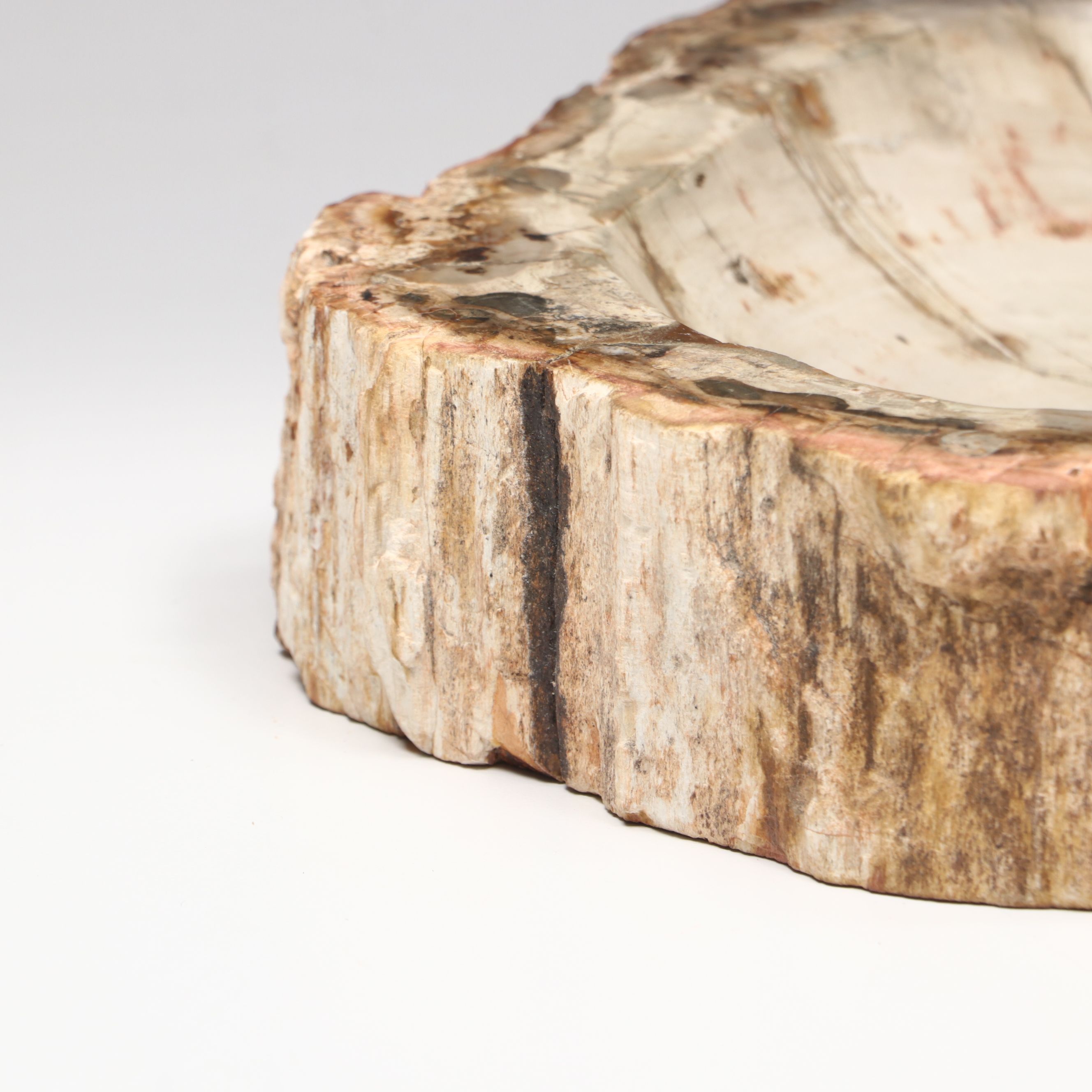 Polished Petrified Wood Slab