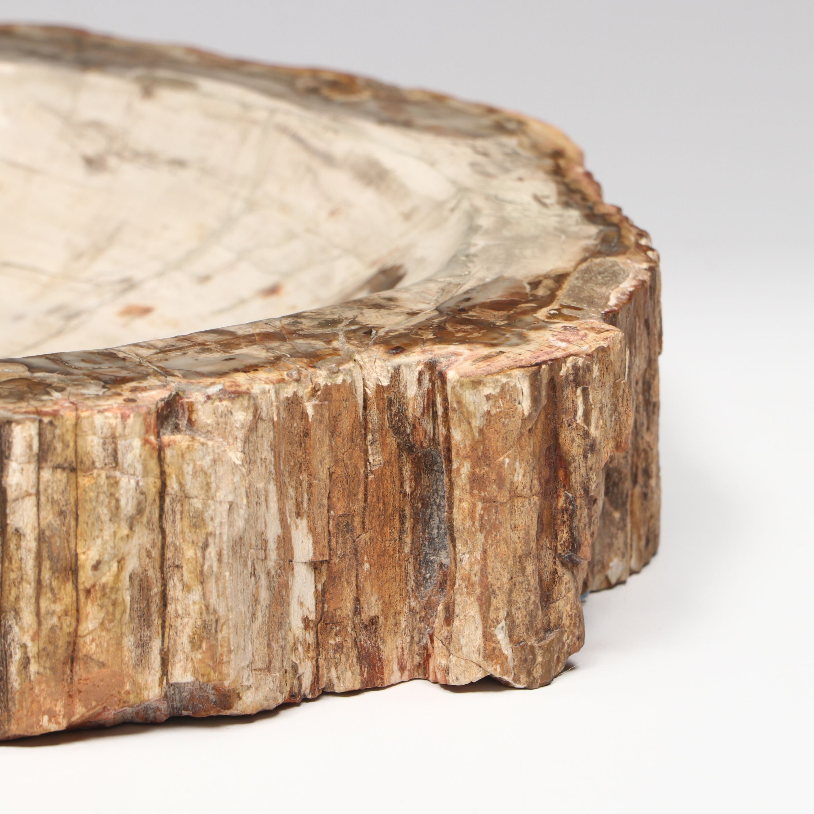 Polished Petrified Wood Slab