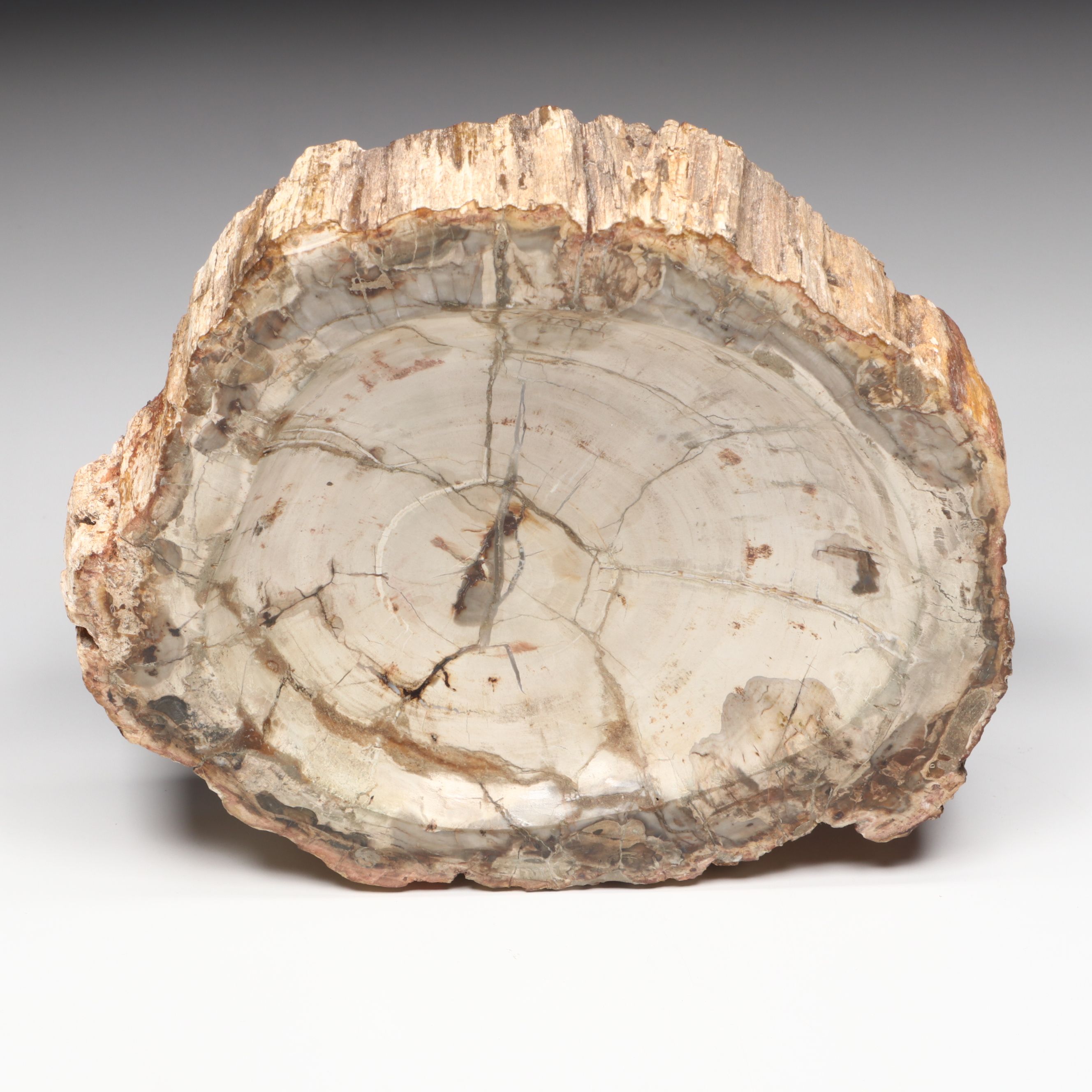 Polished Petrified Wood Slab