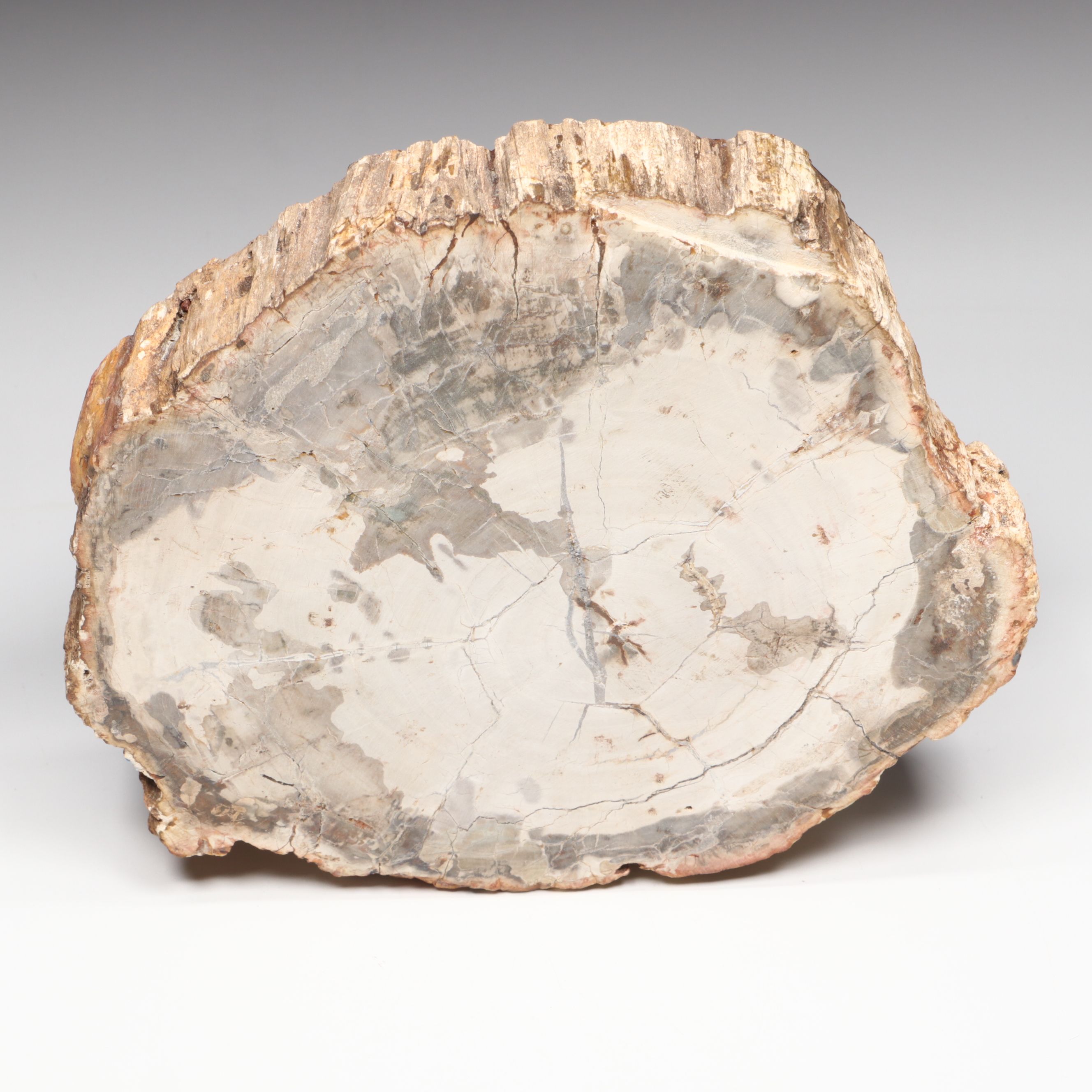 Polished Petrified Wood Slab