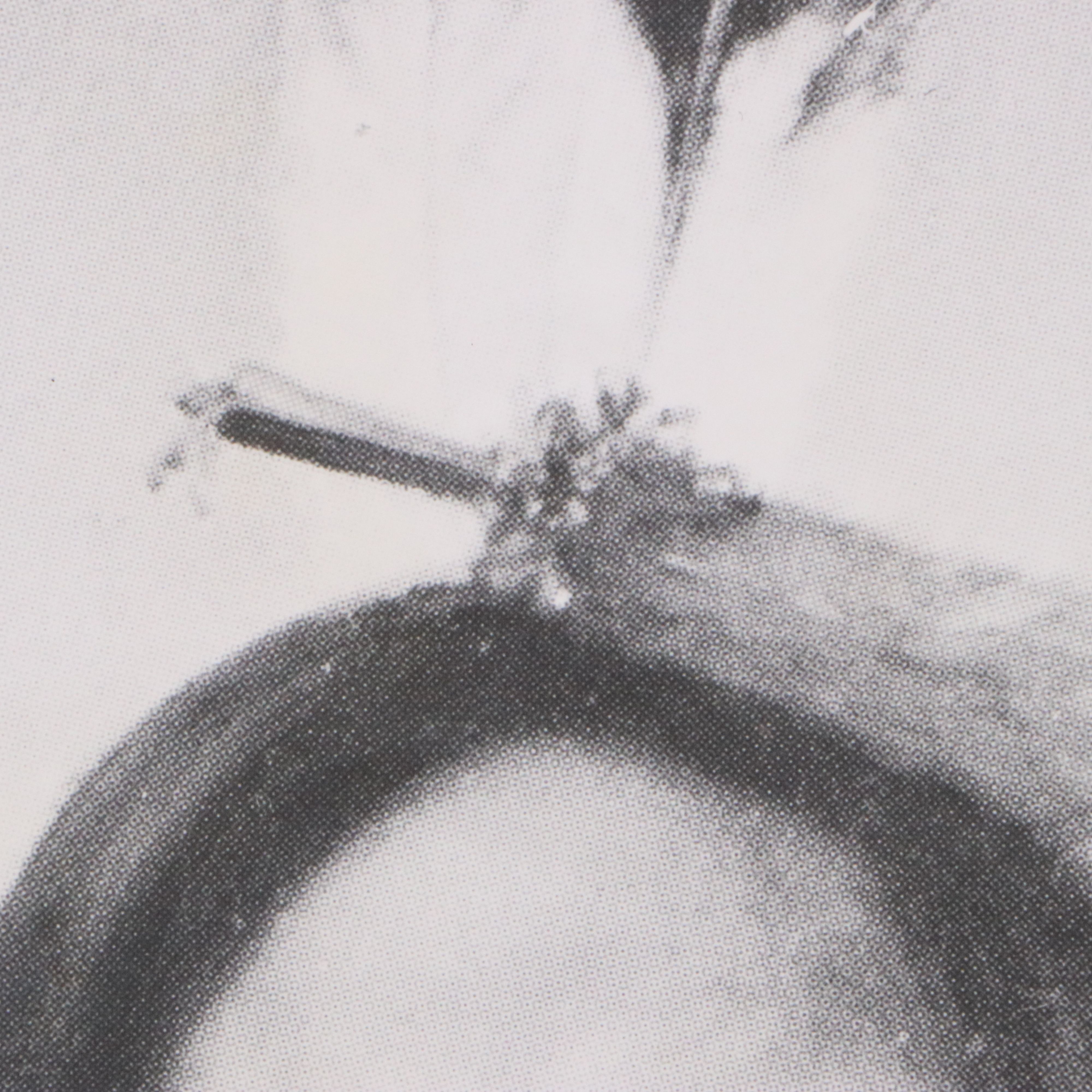 Photographic Enlargments of Historic Native American Portraits