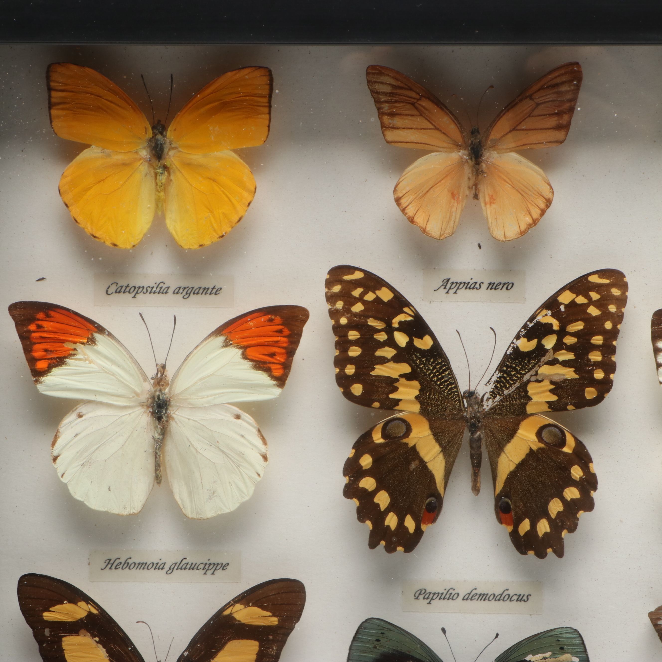 Leprieur’s Glory, Common Rose and Other Mounted Butterfly Specimens