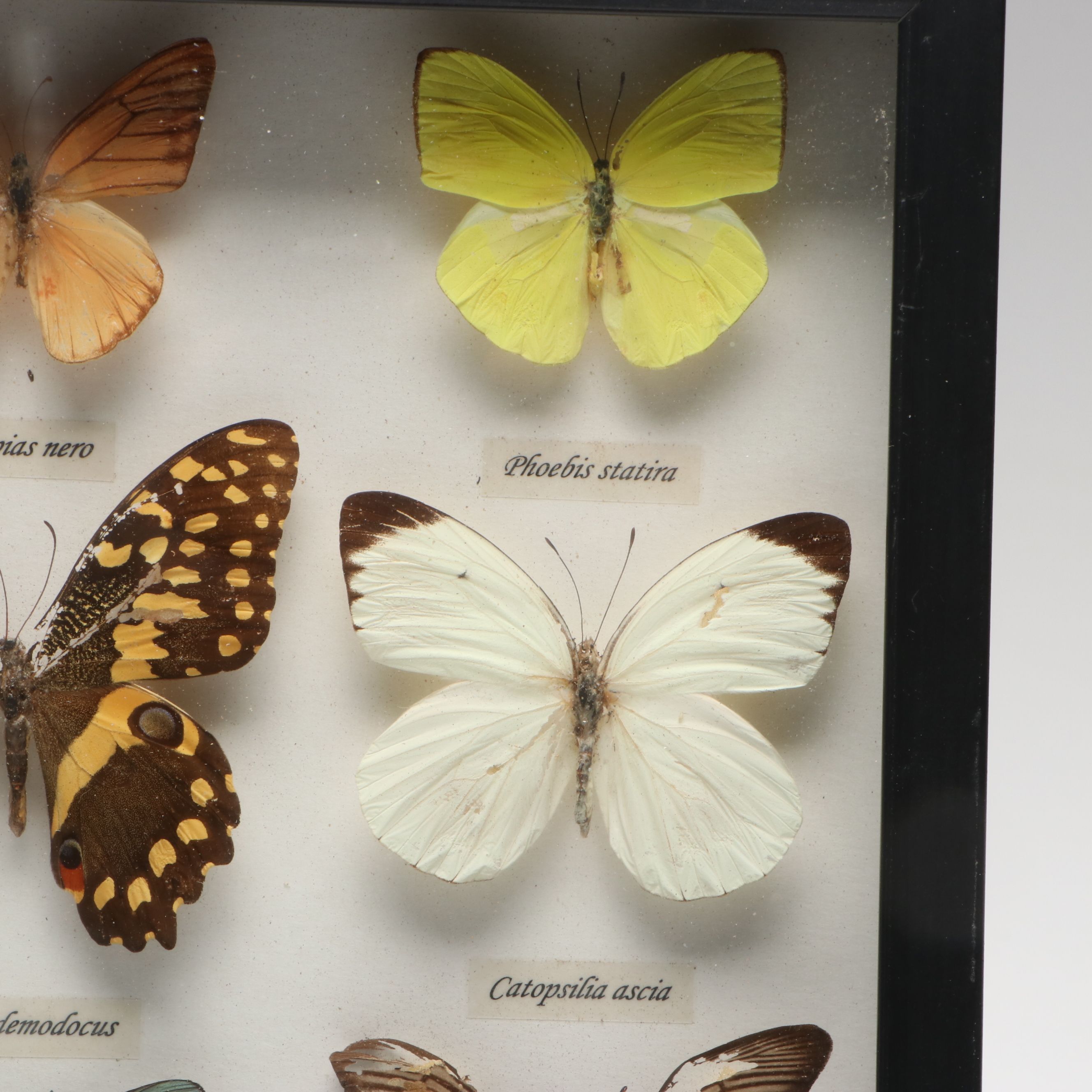 Leprieur’s Glory, Common Rose and Other Mounted Butterfly Specimens