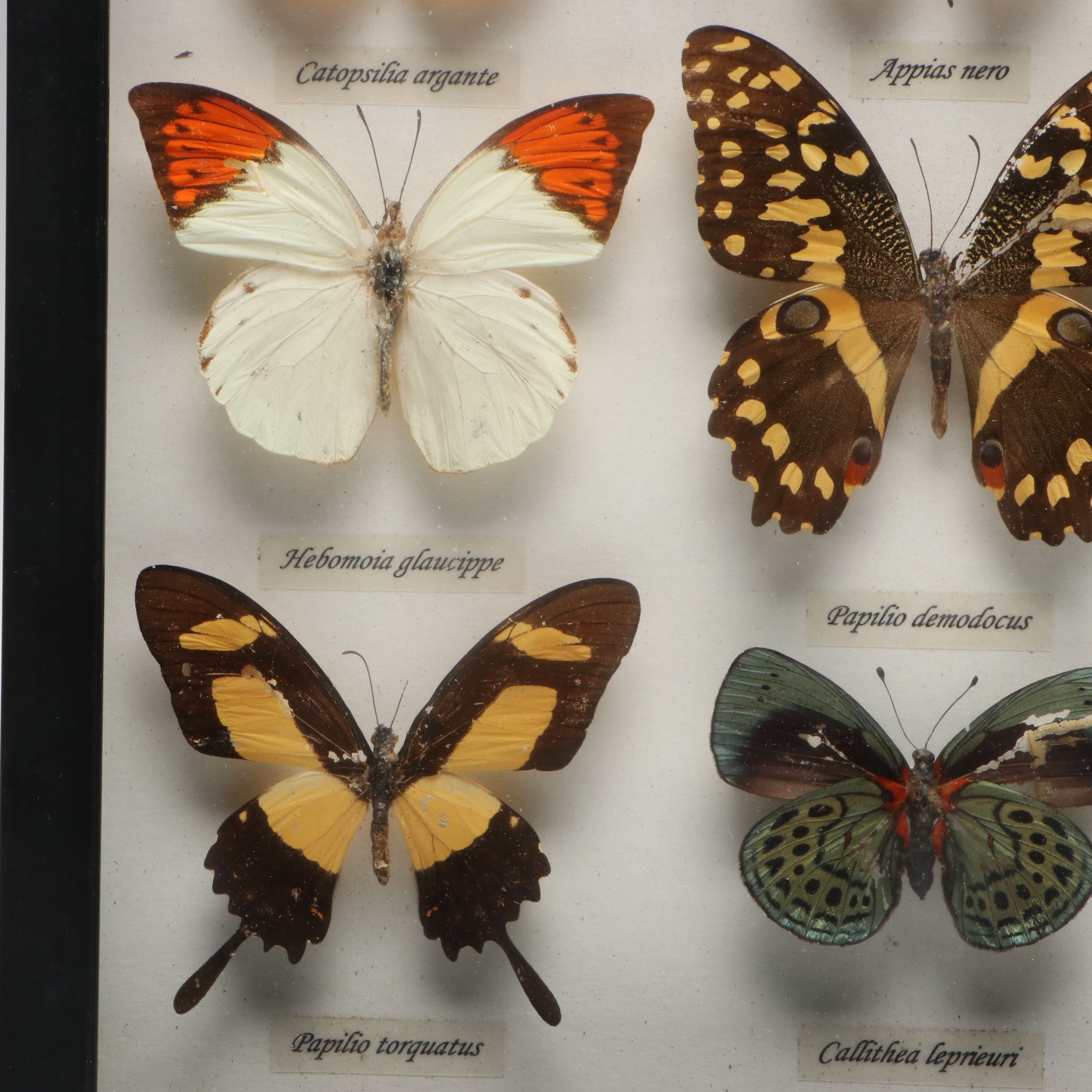 Leprieur’s Glory, Common Rose and Other Mounted Butterfly Specimens
