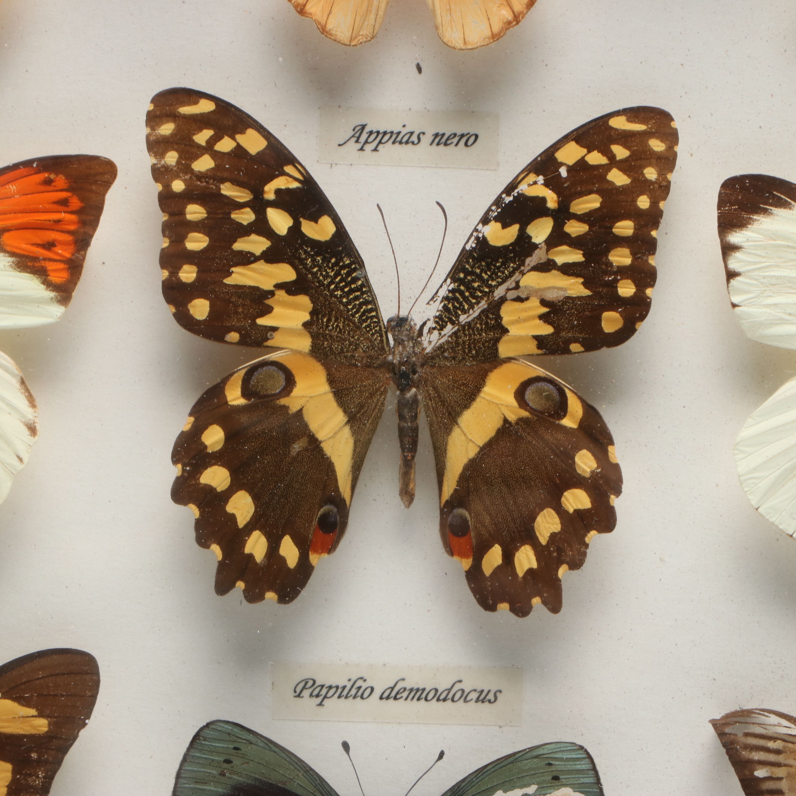 Leprieur’s Glory, Common Rose and Other Mounted Butterfly Specimens