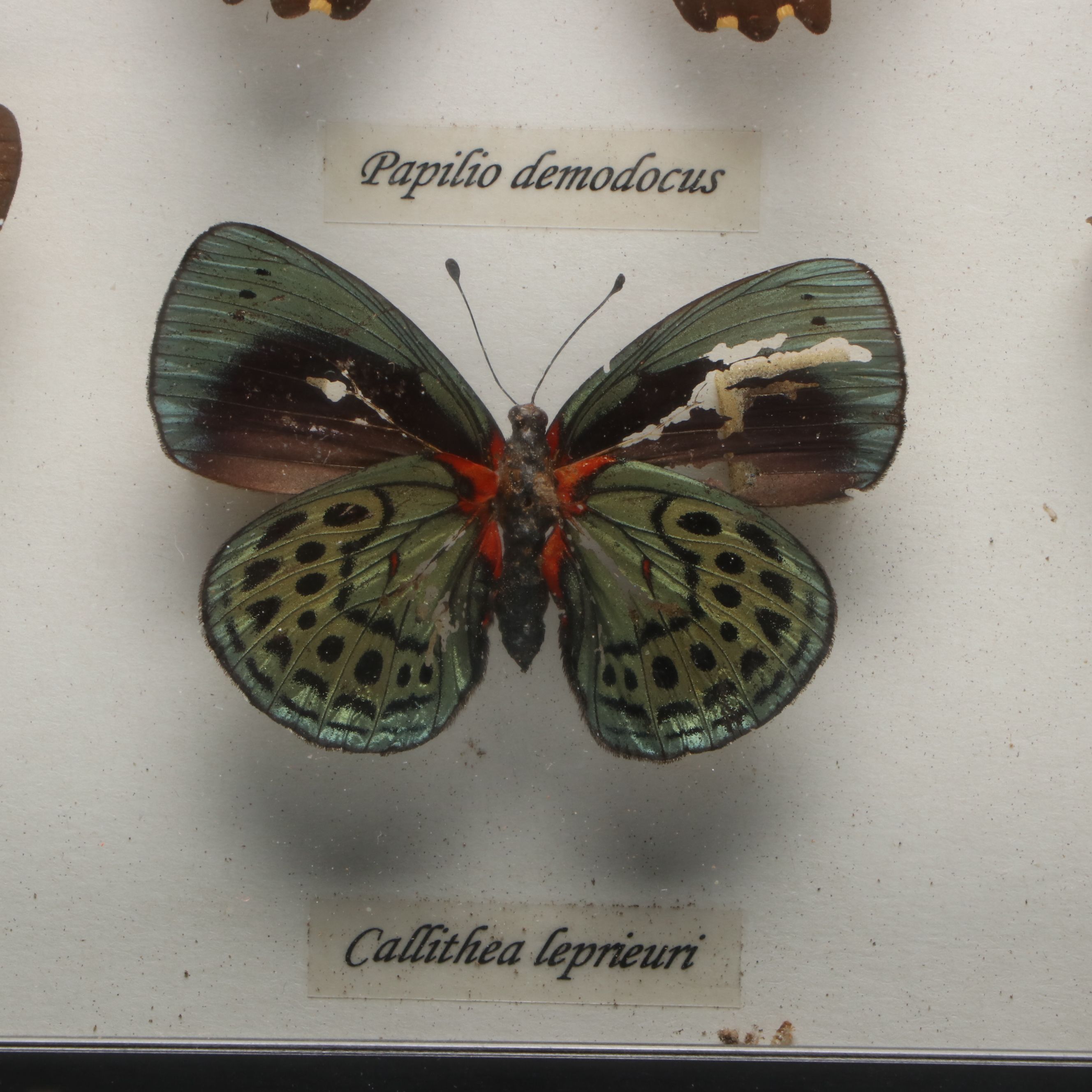 Leprieur’s Glory, Common Rose and Other Mounted Butterfly Specimens
