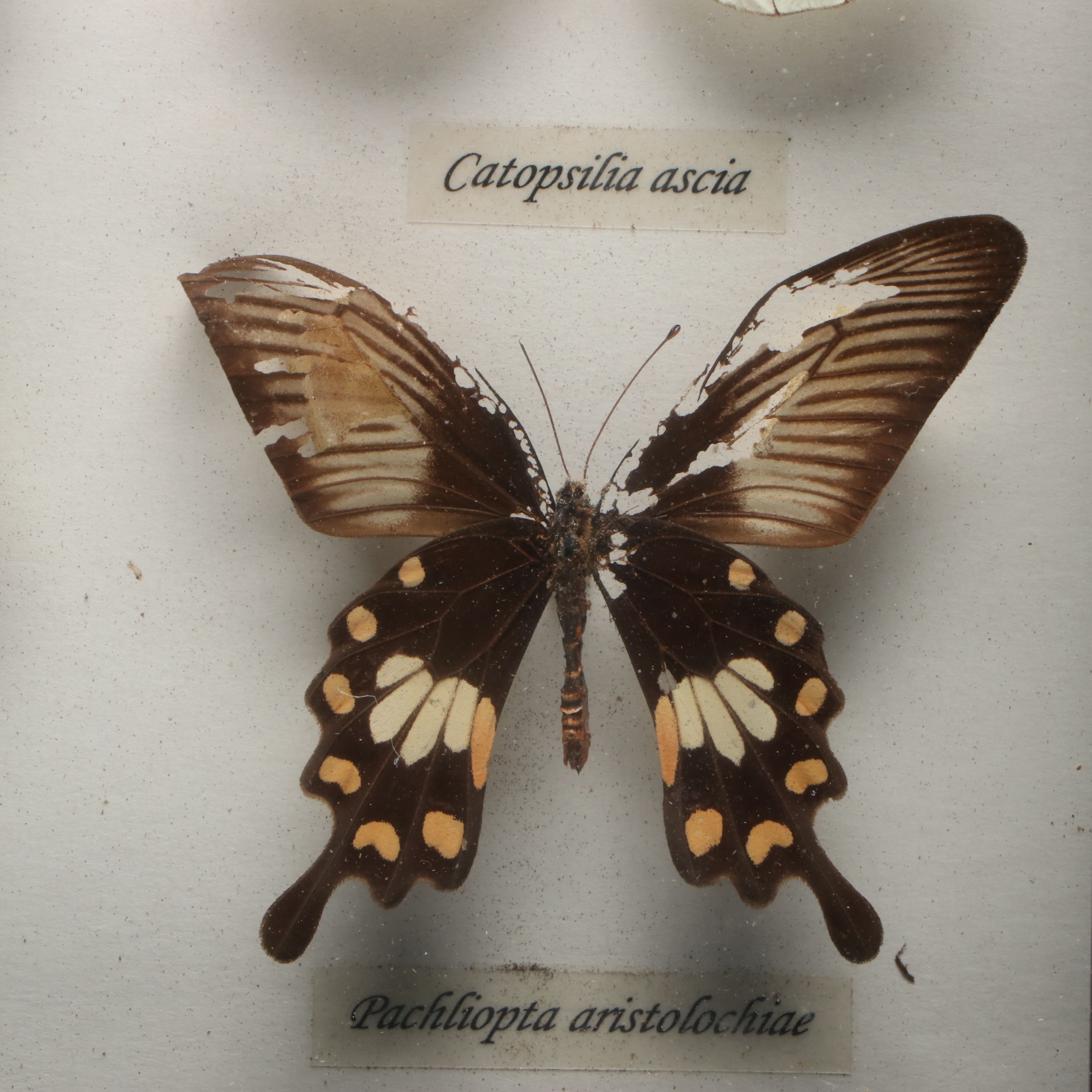 Leprieur’s Glory, Common Rose and Other Mounted Butterfly Specimens