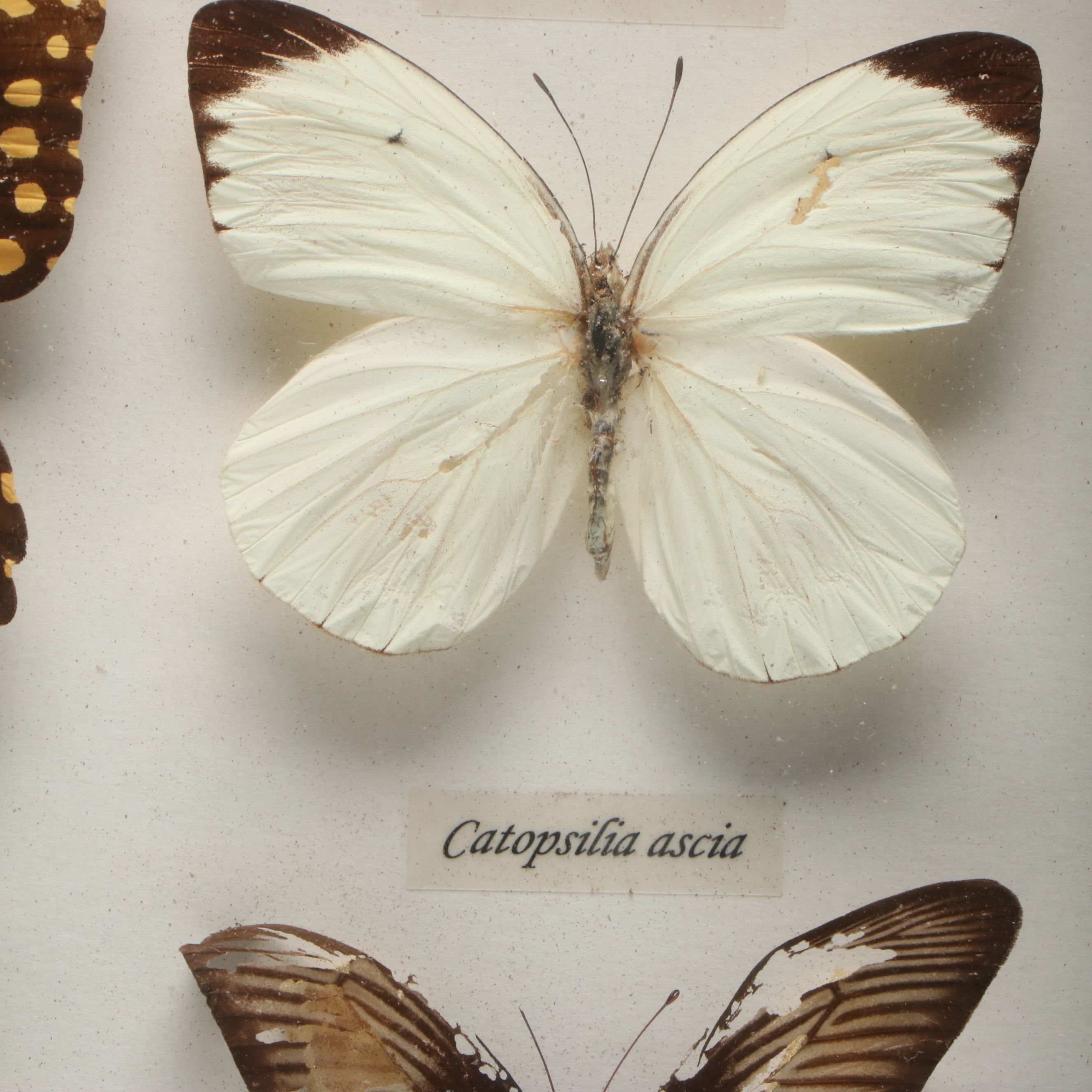 Leprieur’s Glory, Common Rose and Other Mounted Butterfly Specimens