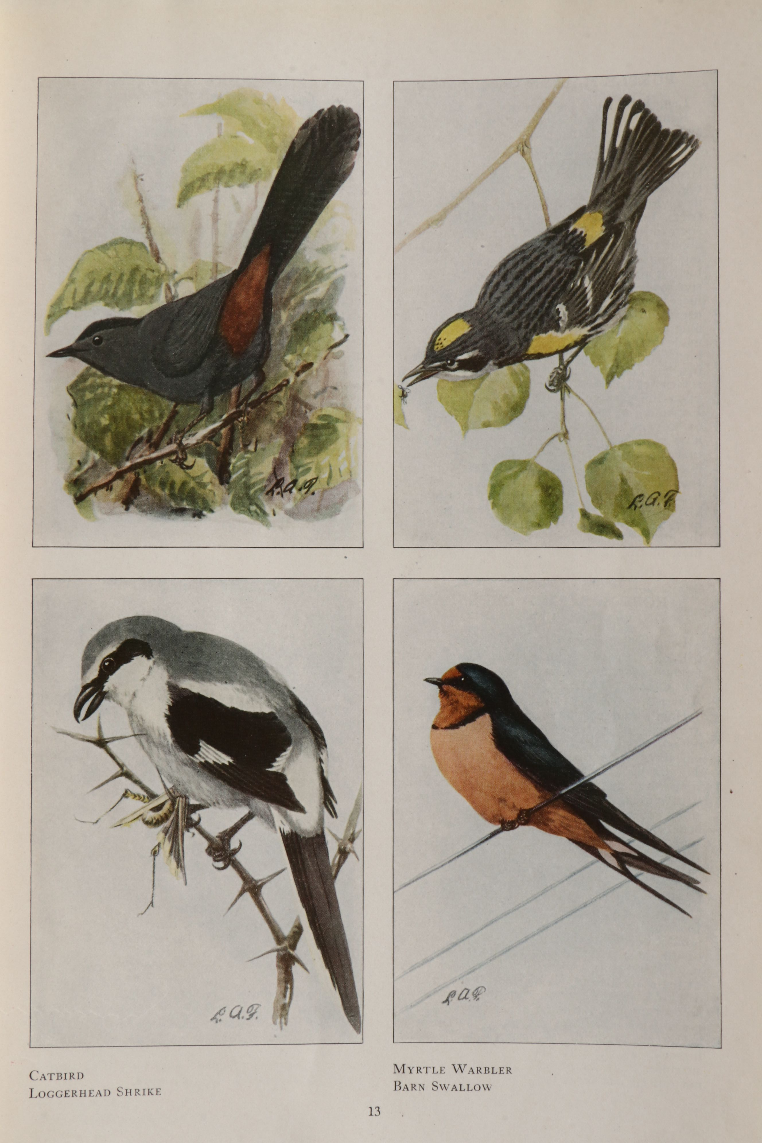 Louis Agassiz Fuertes Illustrated "The Book of Birds" by Henry W. Henshaw, 1918