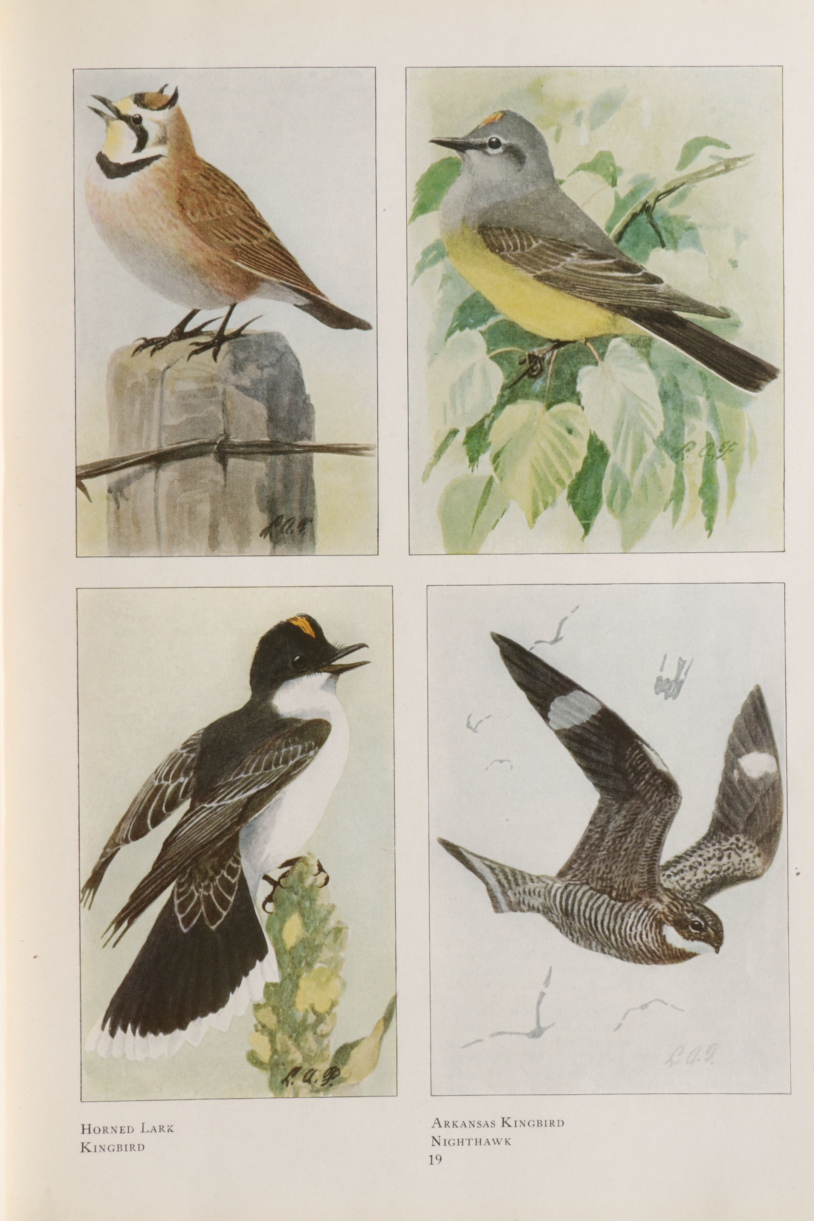 Louis Agassiz Fuertes Illustrated "The Book of Birds" by Henry W. Henshaw, 1918