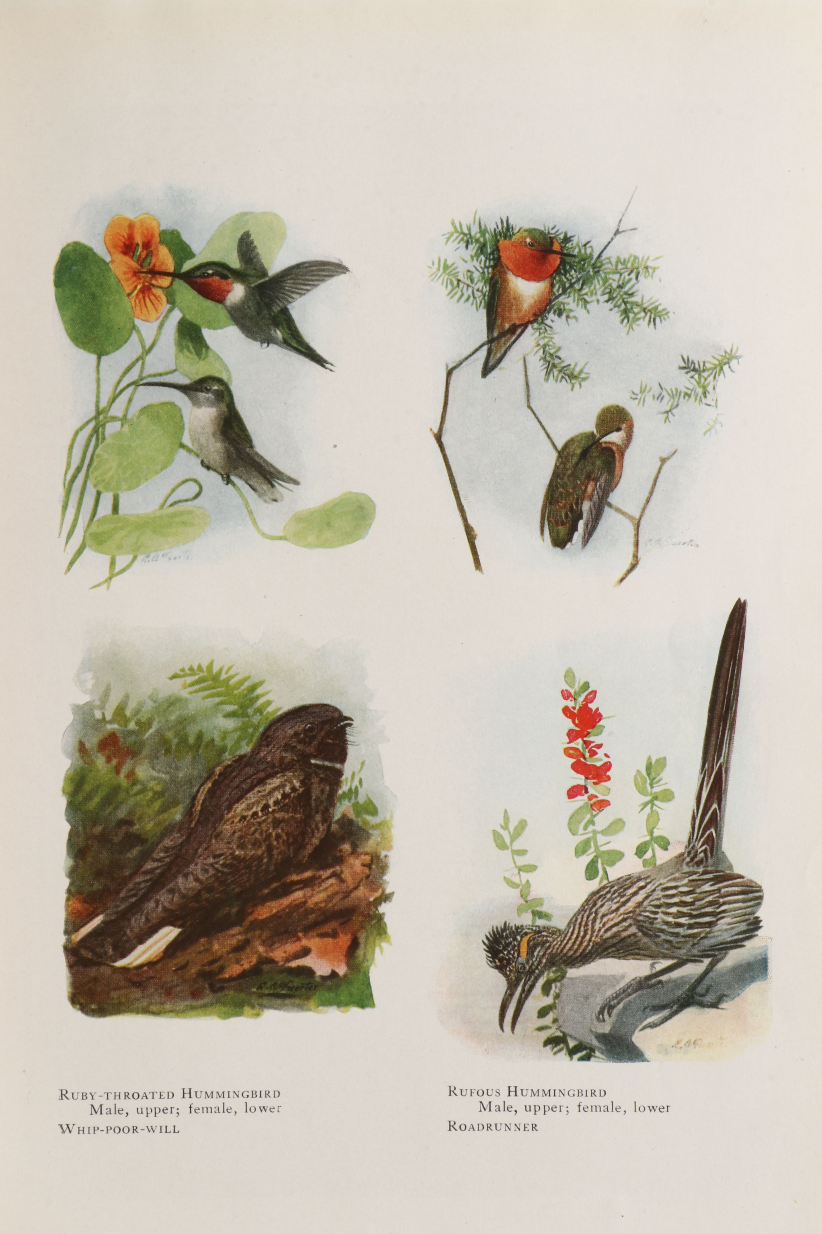 Louis Agassiz Fuertes Illustrated "The Book of Birds" by Henry W. Henshaw, 1918