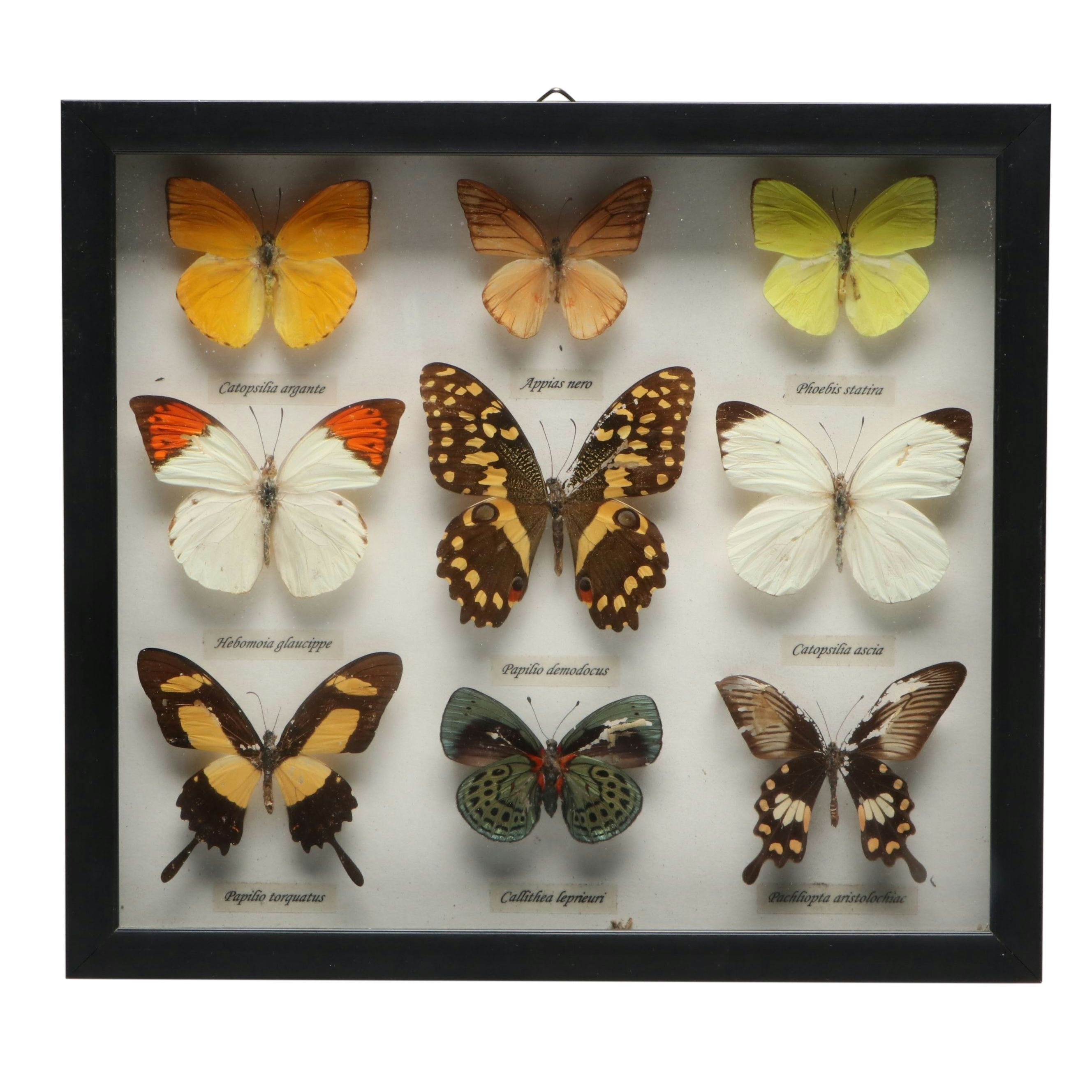Leprieur’s Glory, Common Rose and Other Mounted Butterfly Specimens