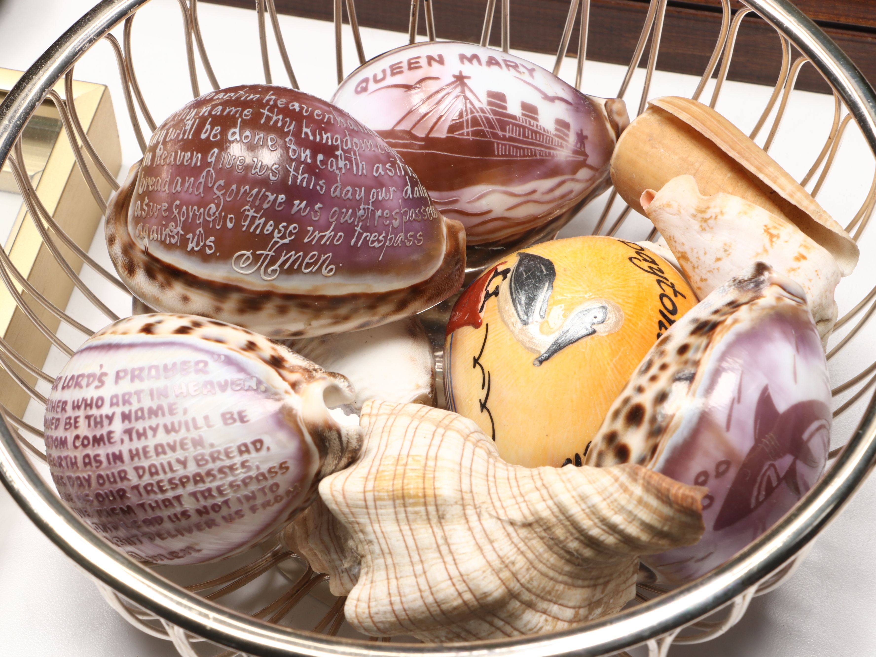 Framed and Loose Seashell Collection