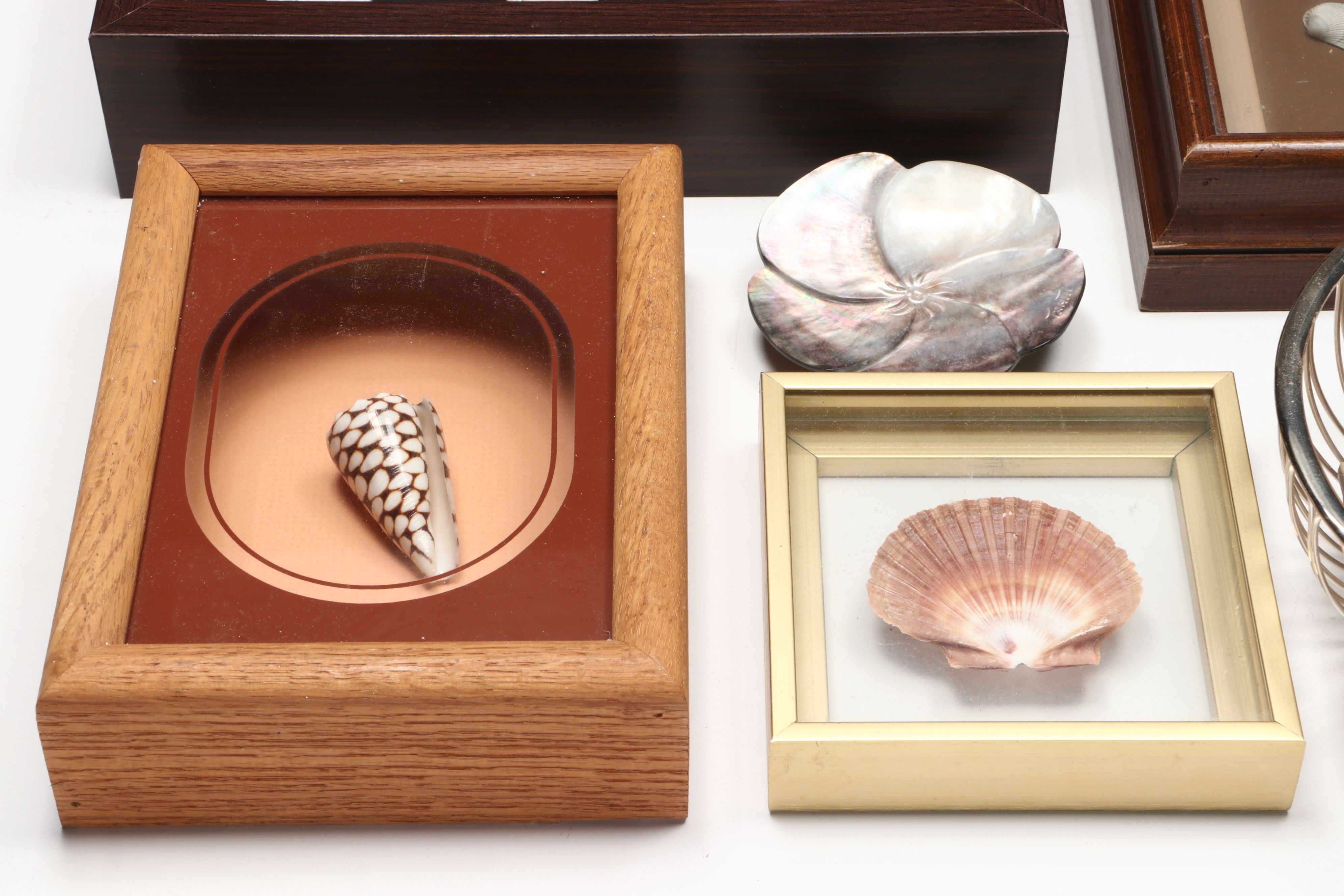 Framed and Loose Seashell Collection