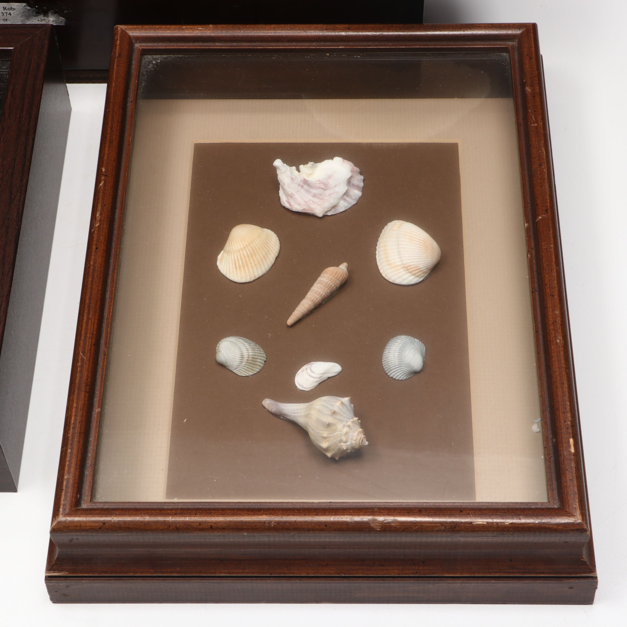 Framed and Loose Seashell Collection