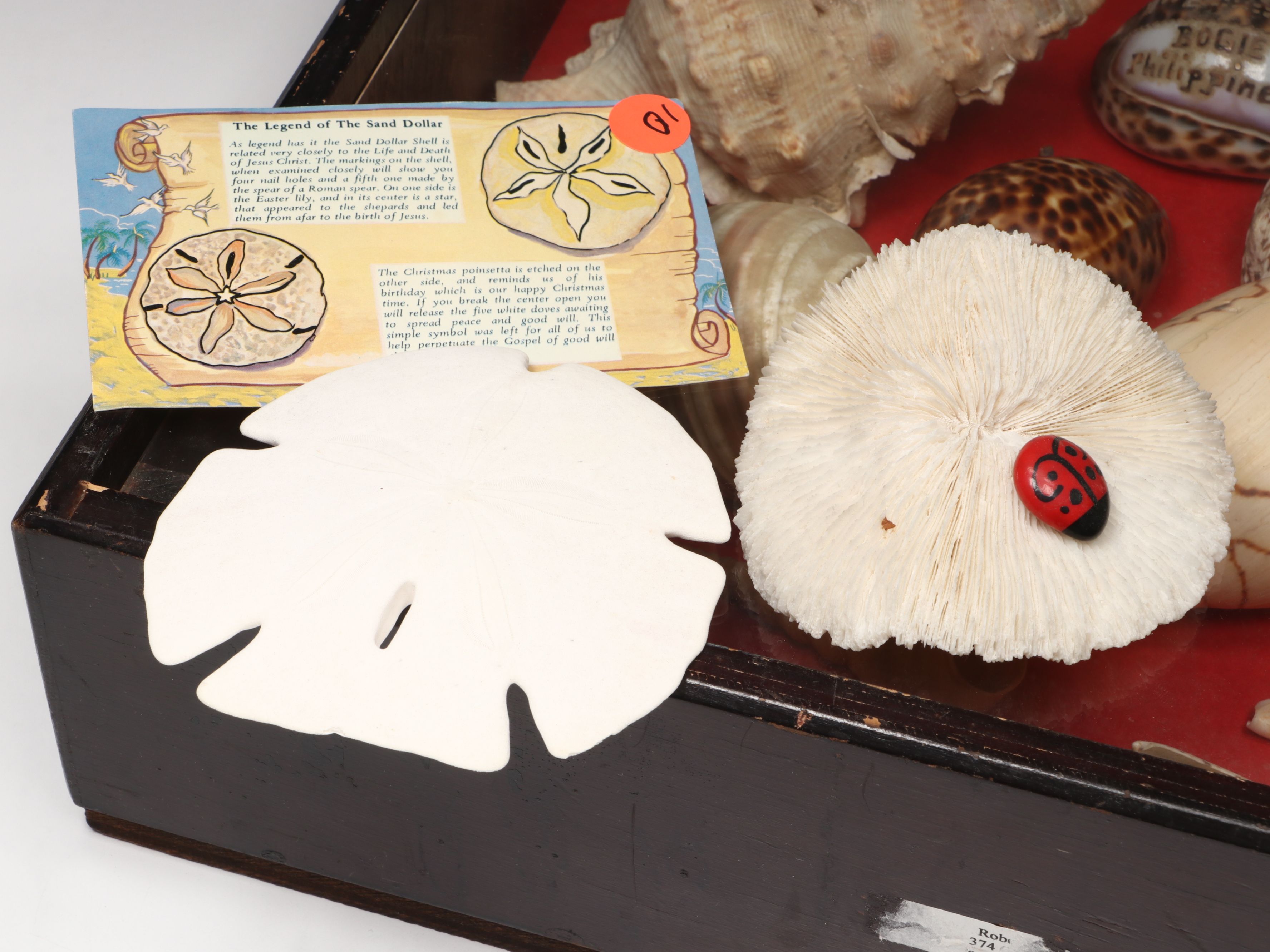 Framed and Loose Seashell Collection