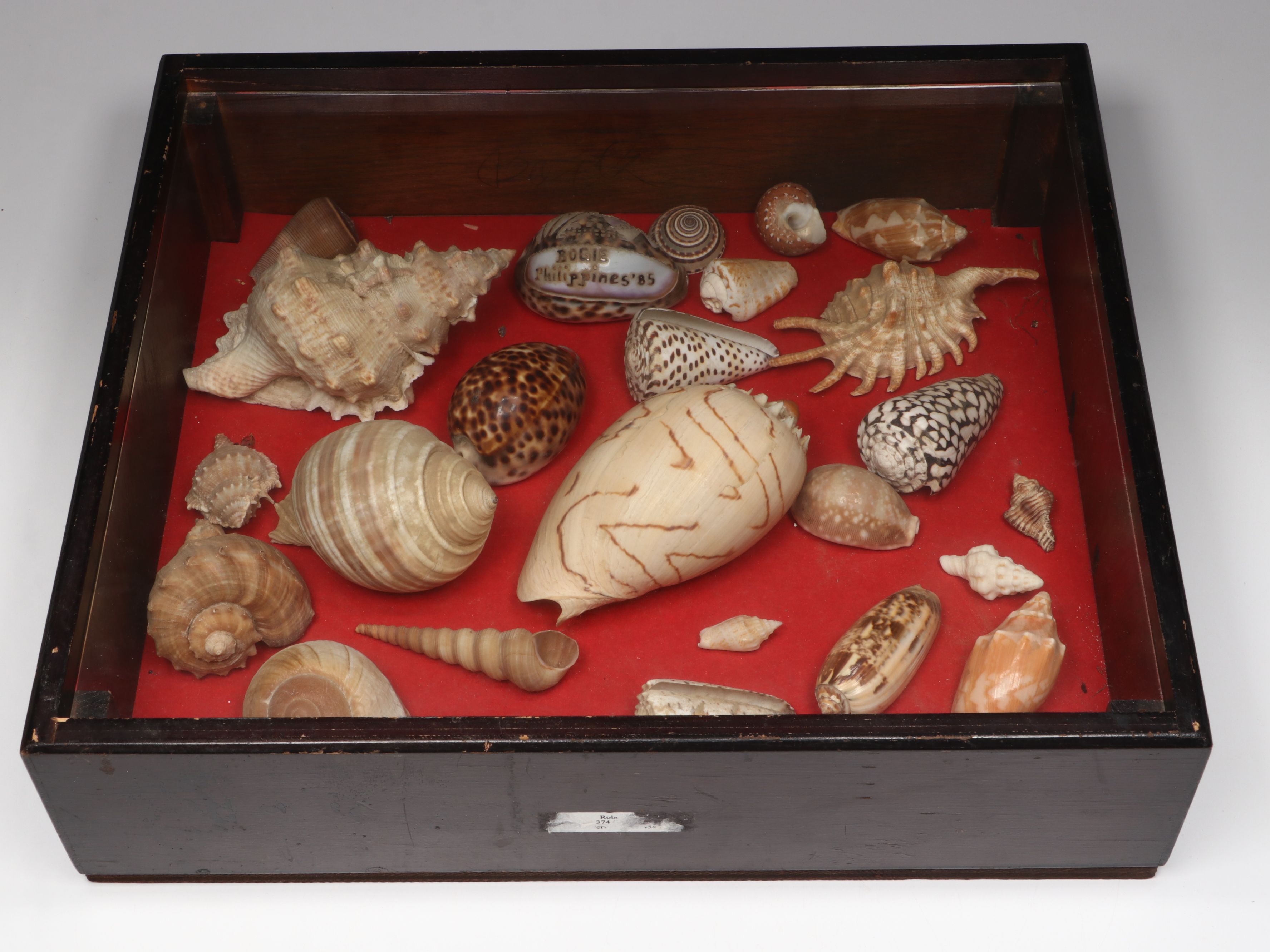 Framed and Loose Seashell Collection