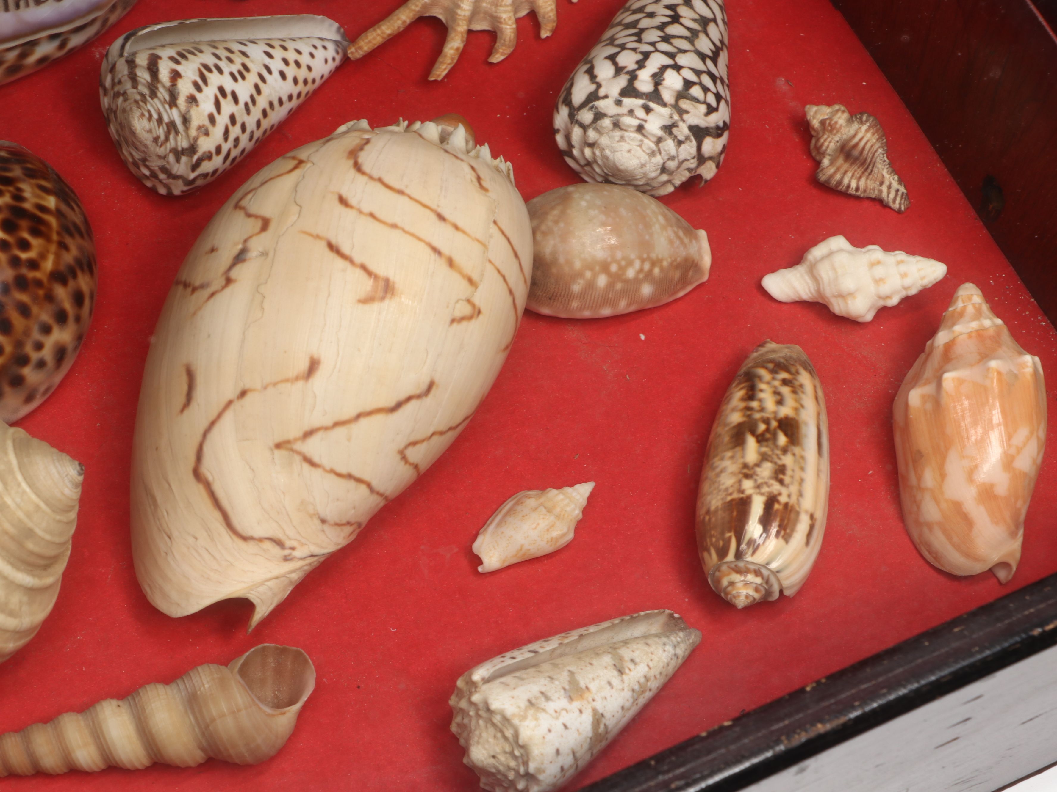 Framed and Loose Seashell Collection